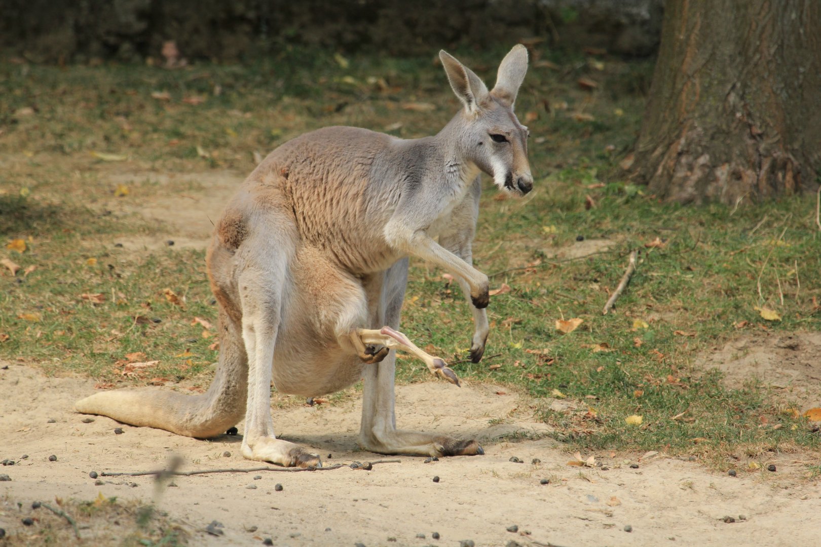 Red kangaroo (August 2018)