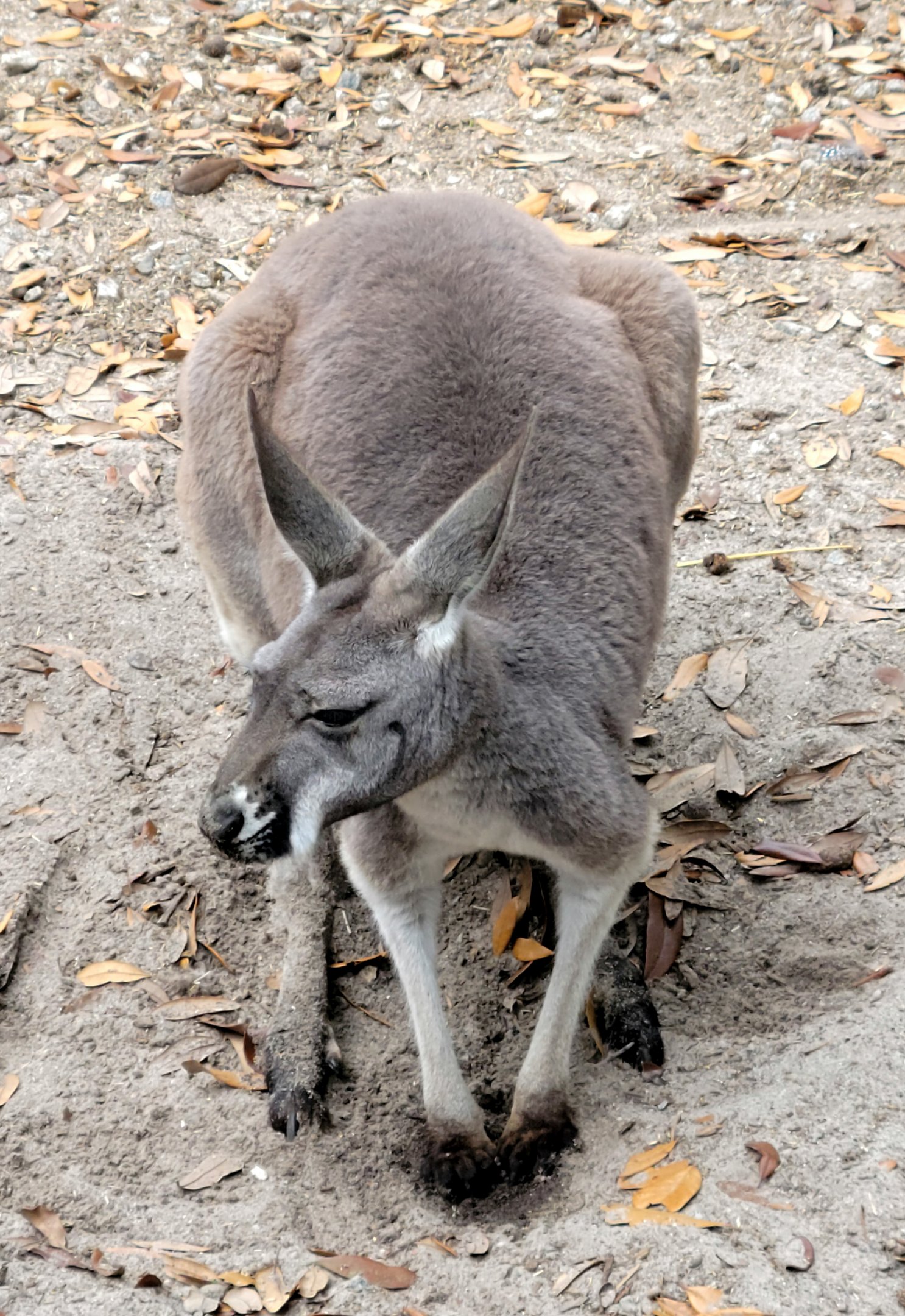 Red Kangaroo - Bee City Zoo - March 2025