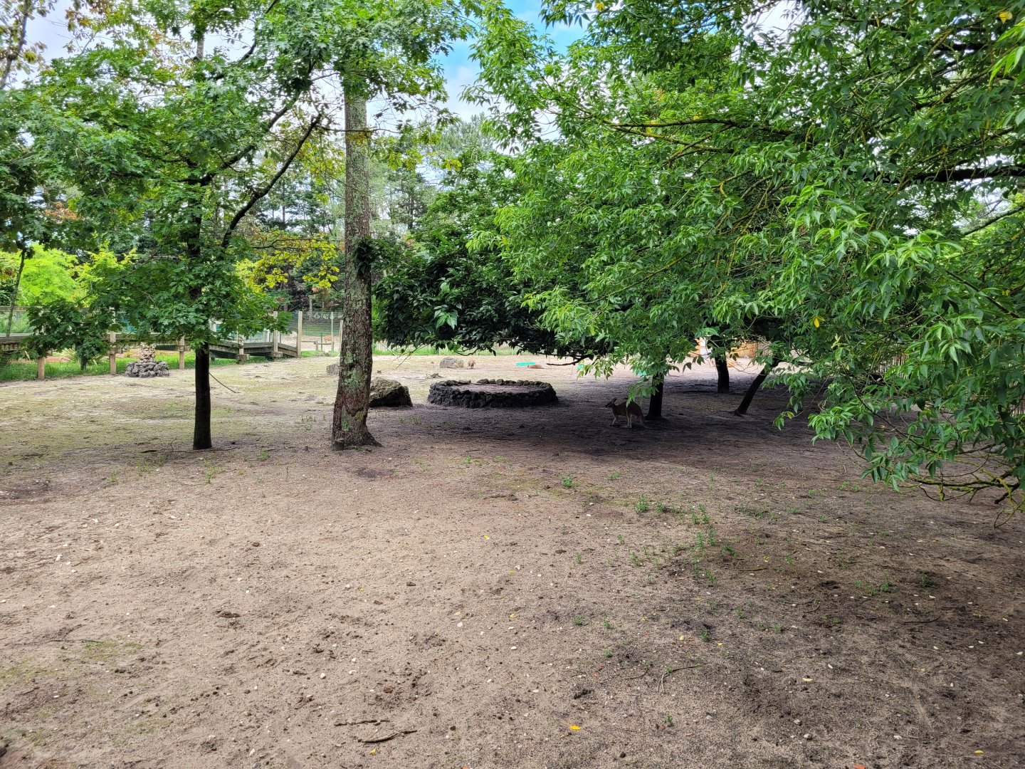 Red kangaroo, Bennett's wallaby and Common emu exhibit -Zoo du bassin d'Arcachon (2024)