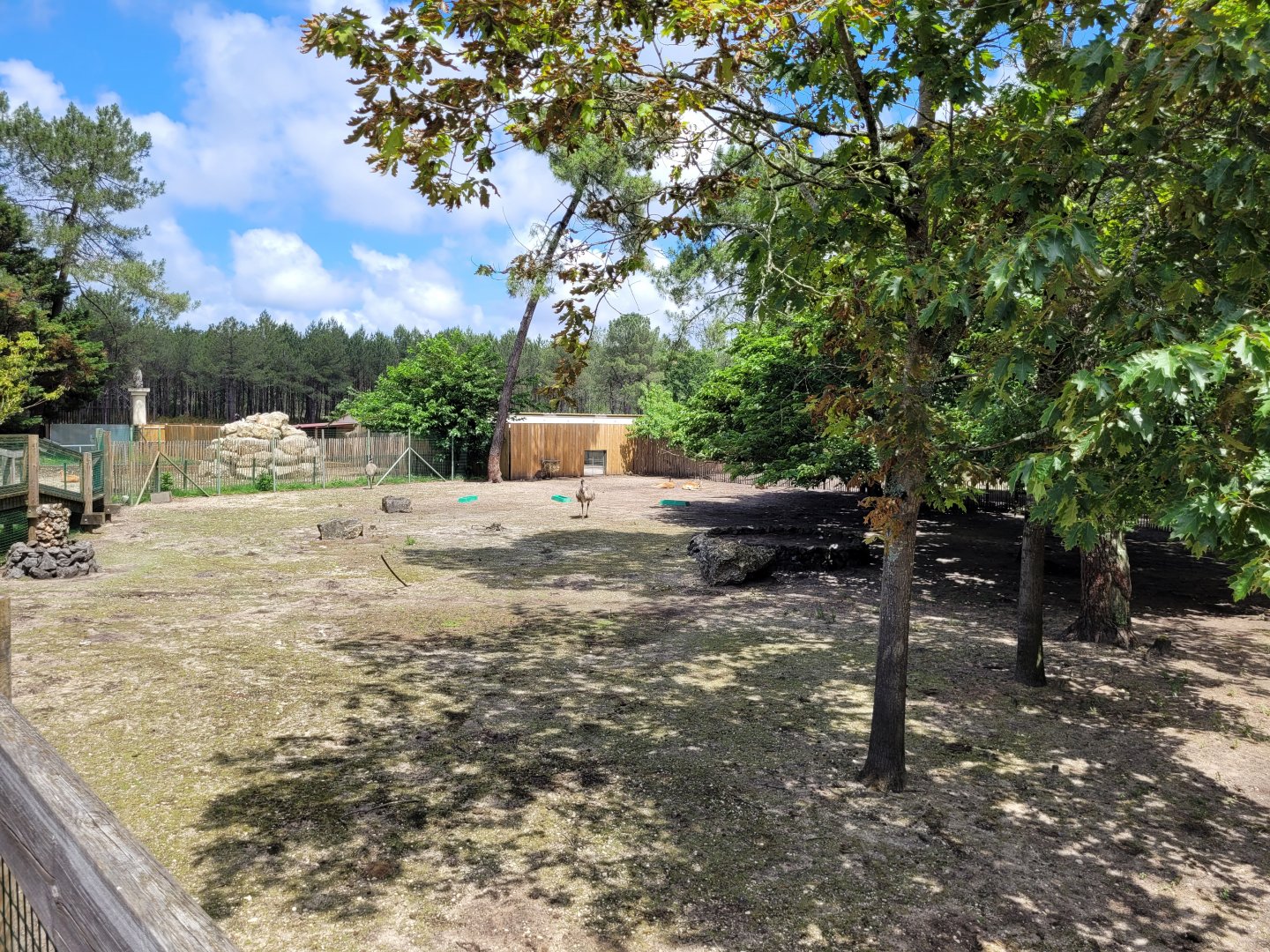 Red kangaroo, Bennett's wallaby and Common emu exhibit -Zoo du bassin d'Arcachon (2024)