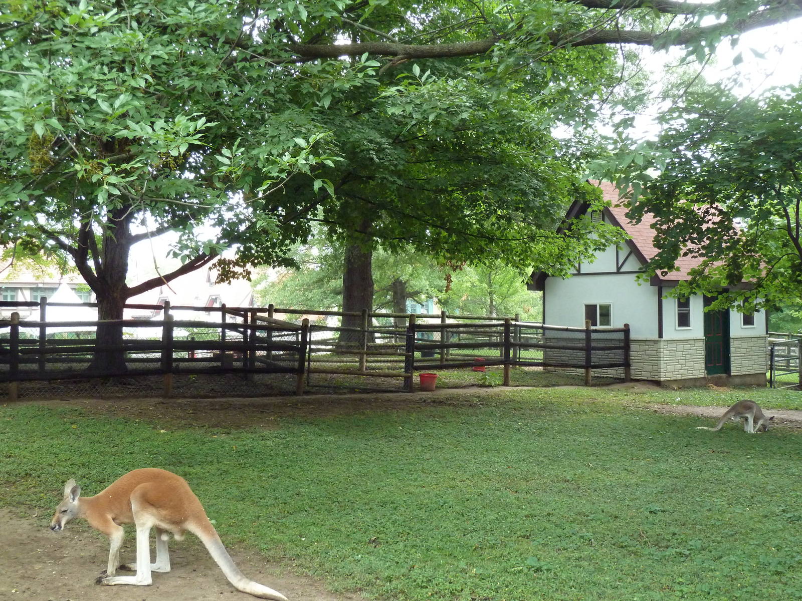 Red Kangaroo/Bennett's Wallaby Exhibit