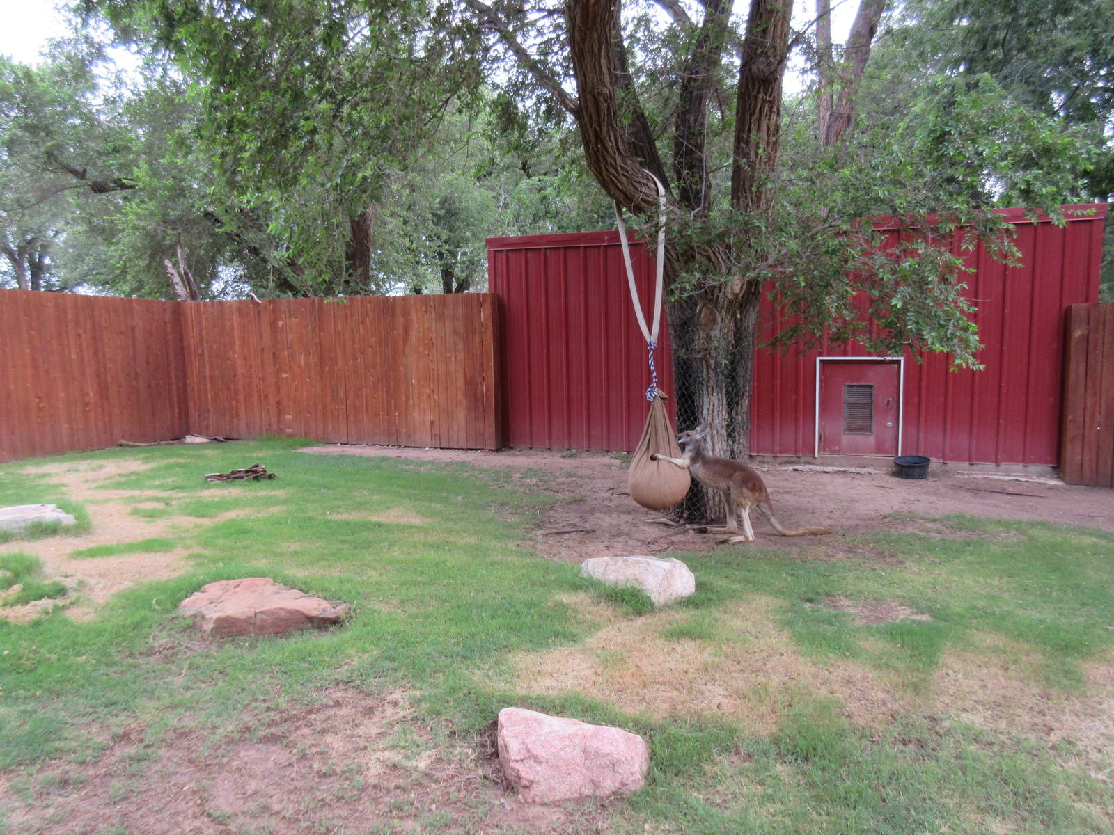 Red Kangaroo/Bennett's Wallaby Exhibit
