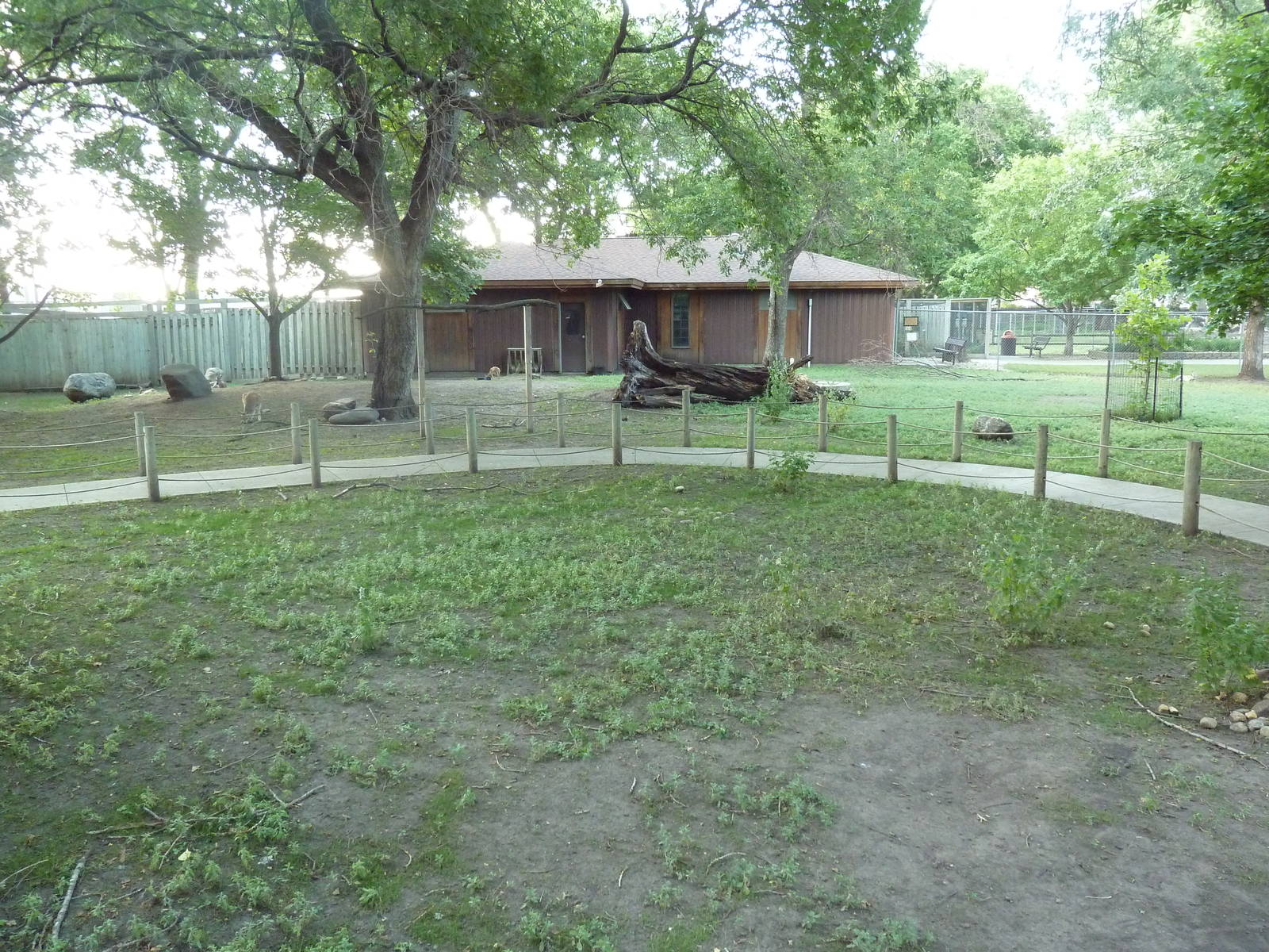 Red Kangaroo/Bennett's Wallaby Walk-Through Yard