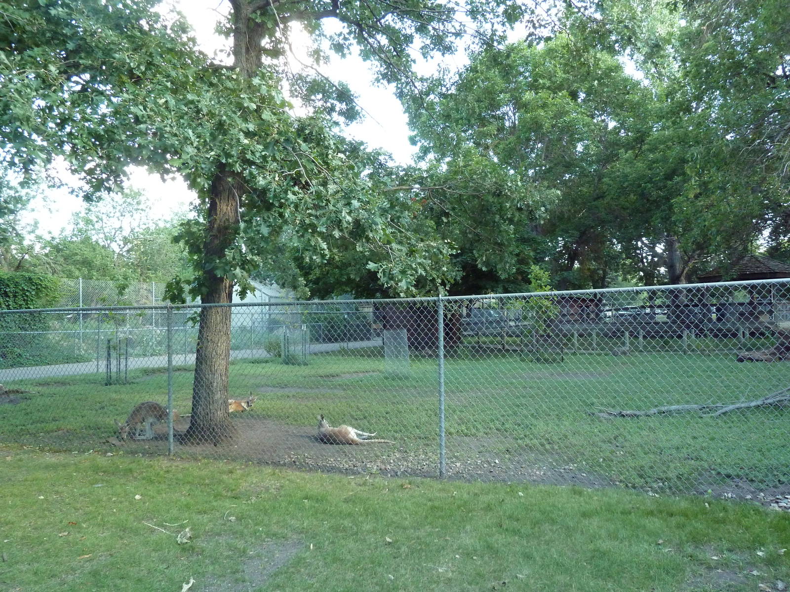 Red Kangaroo/Bennett's Wallaby Walk-Through Yard
