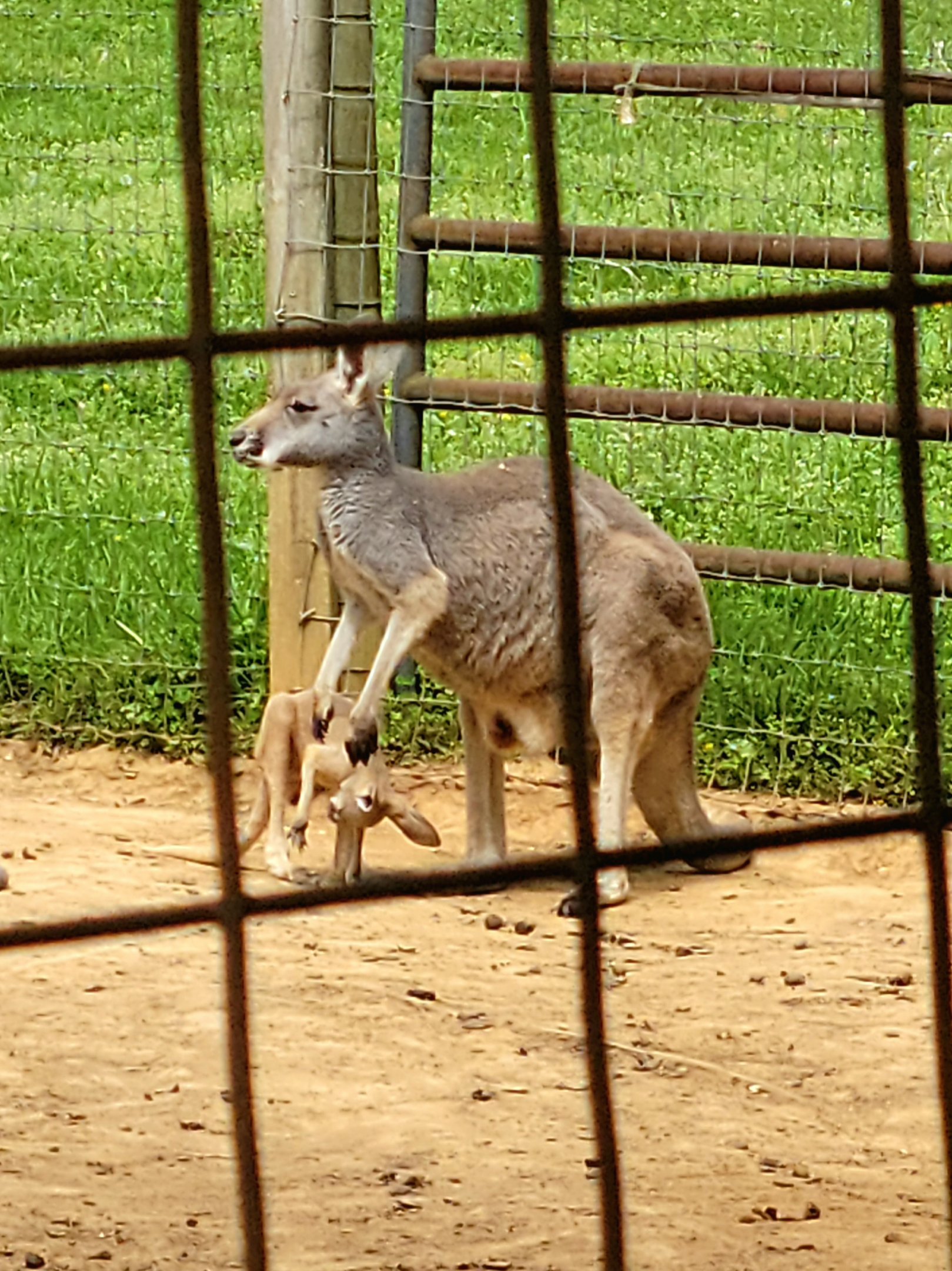 Red Kangaroo-Bright's Zoo