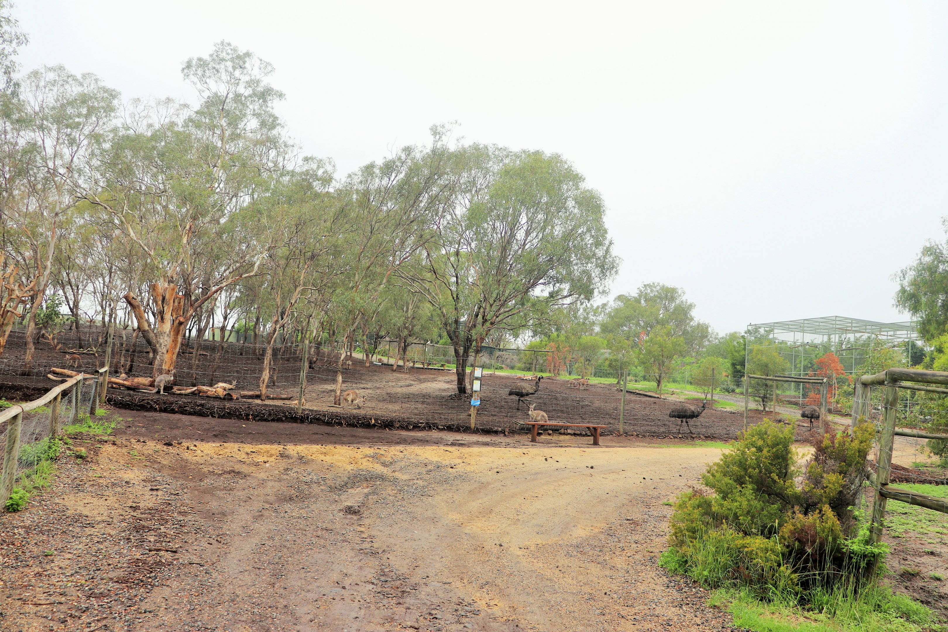 Red Kangaroo/Emu Enclosure