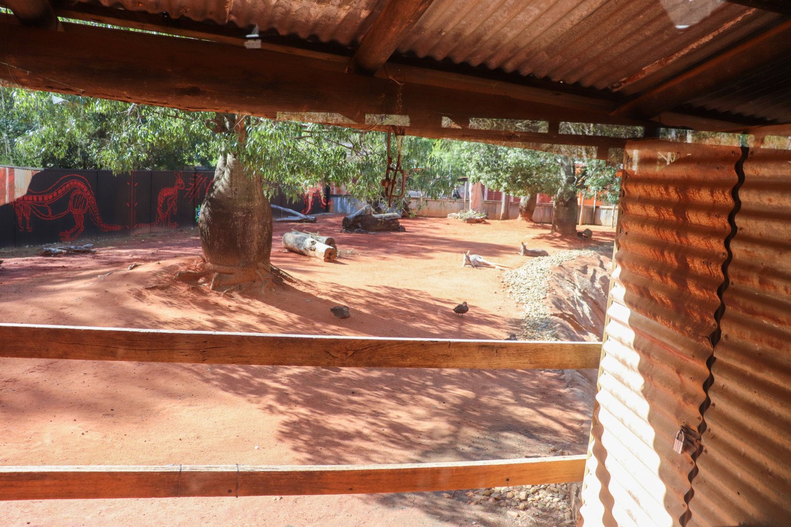 Red Kangaroo/ Emu Enclosure