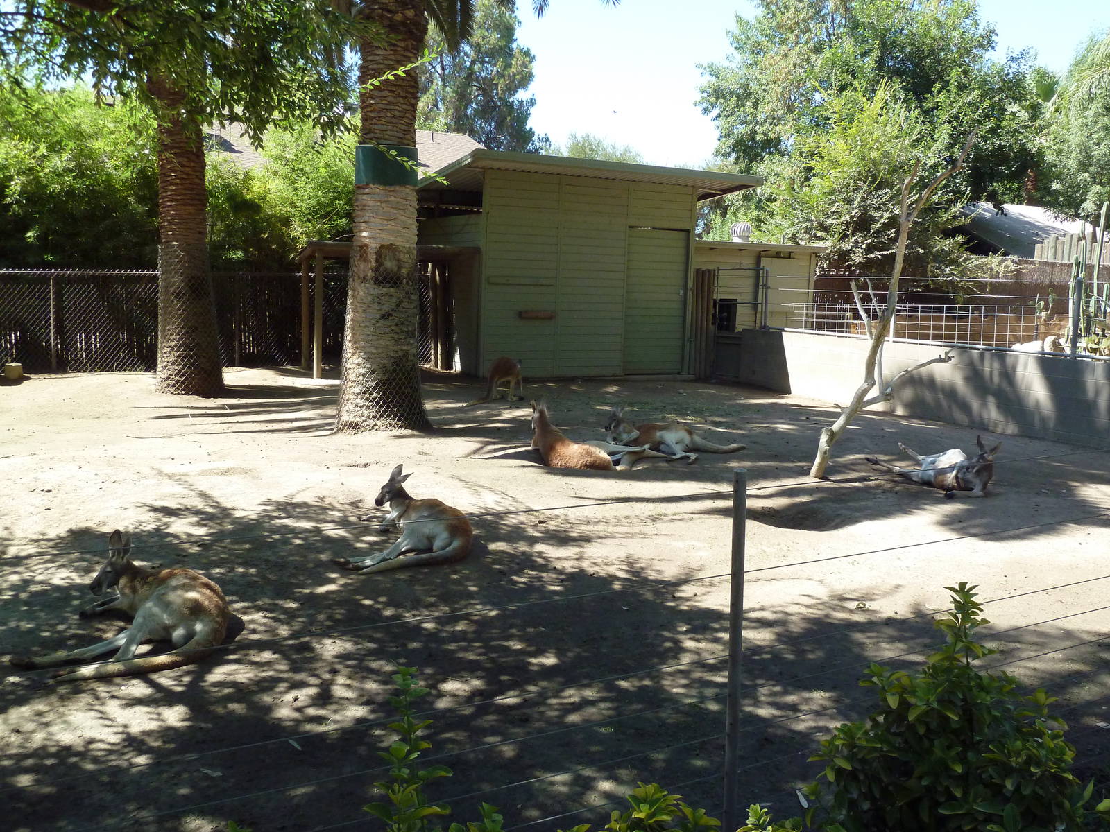 Red Kangaroo/Emu Exhibit