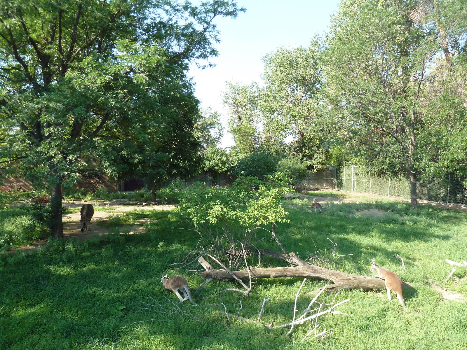 Red Kangaroo/Emu Exhibit