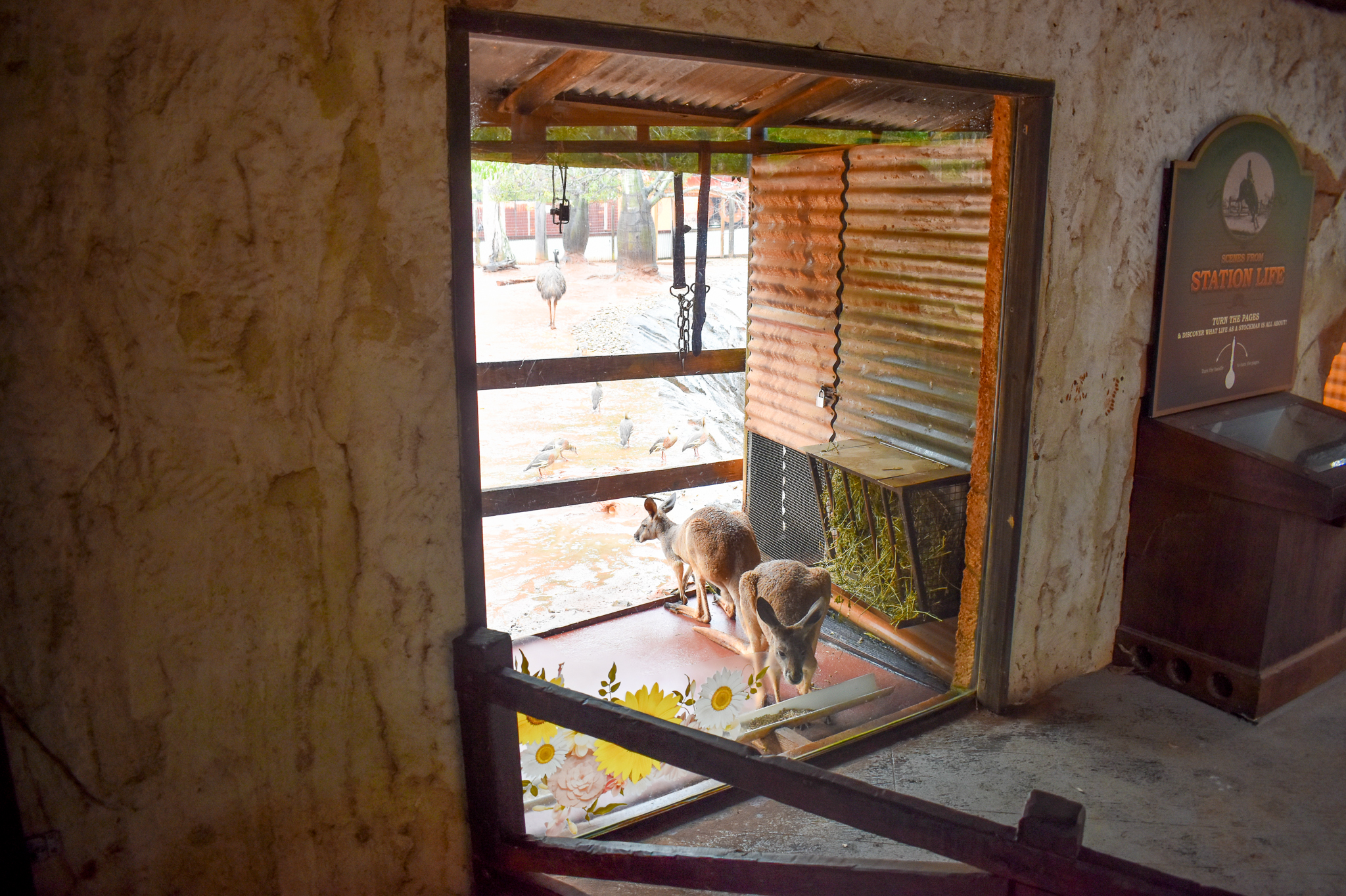Red Kangaroo/Emu Viewing Window
