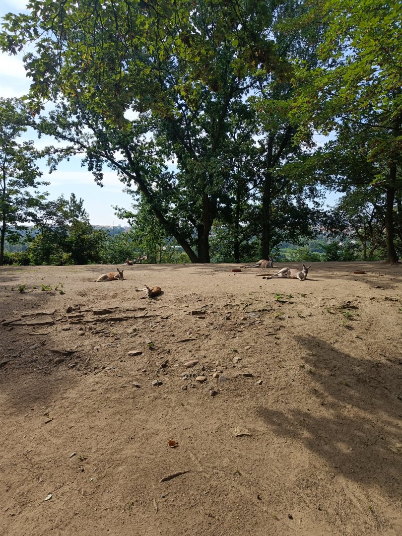 Red Kangaroo enclosure - Australia