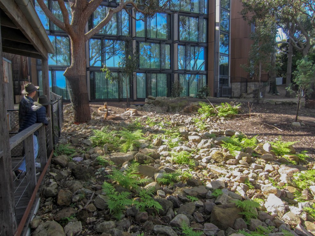 Red Kangaroo enclosure behind the Wildlife Retreat