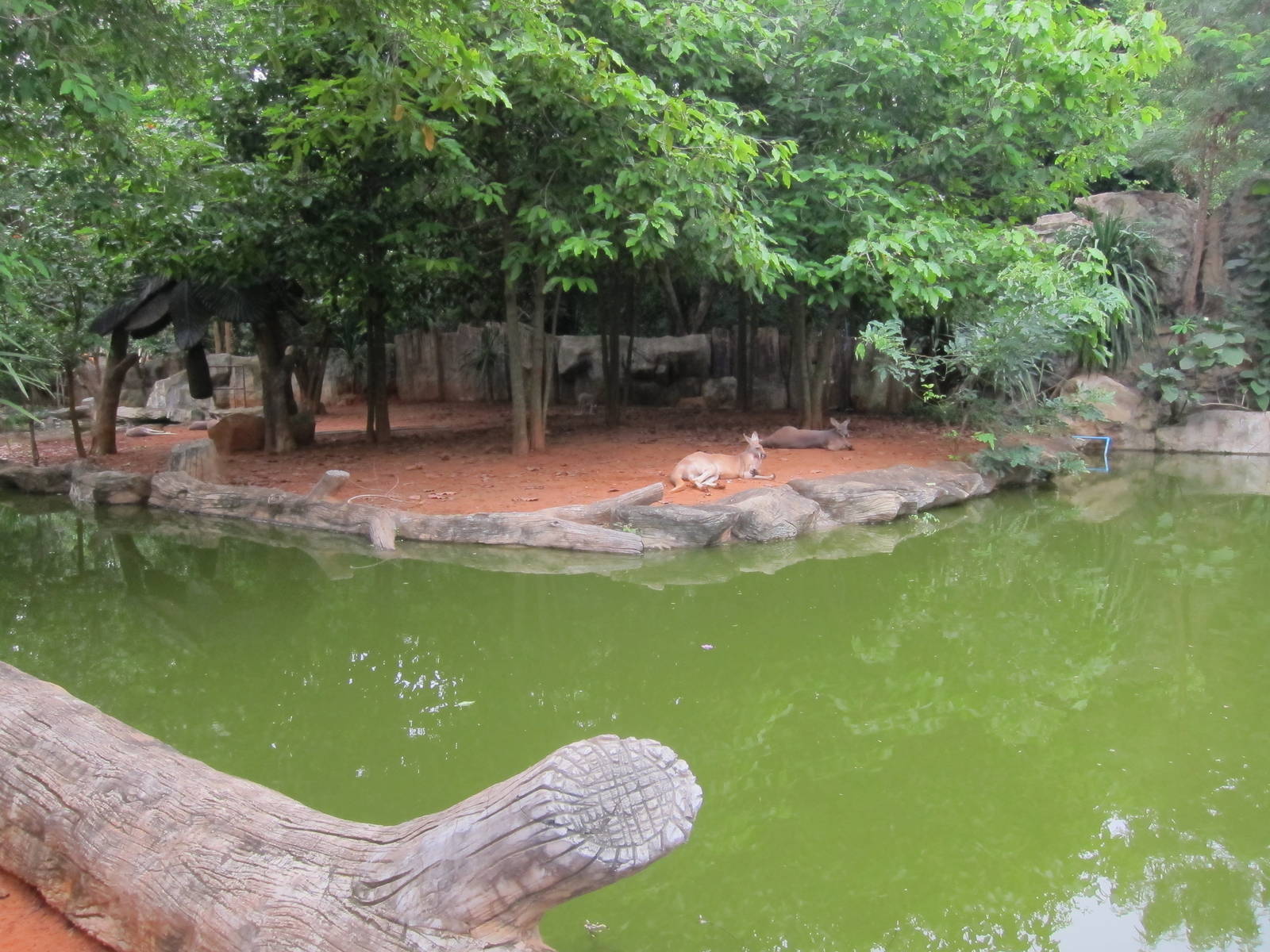Red Kangaroo Enclosure