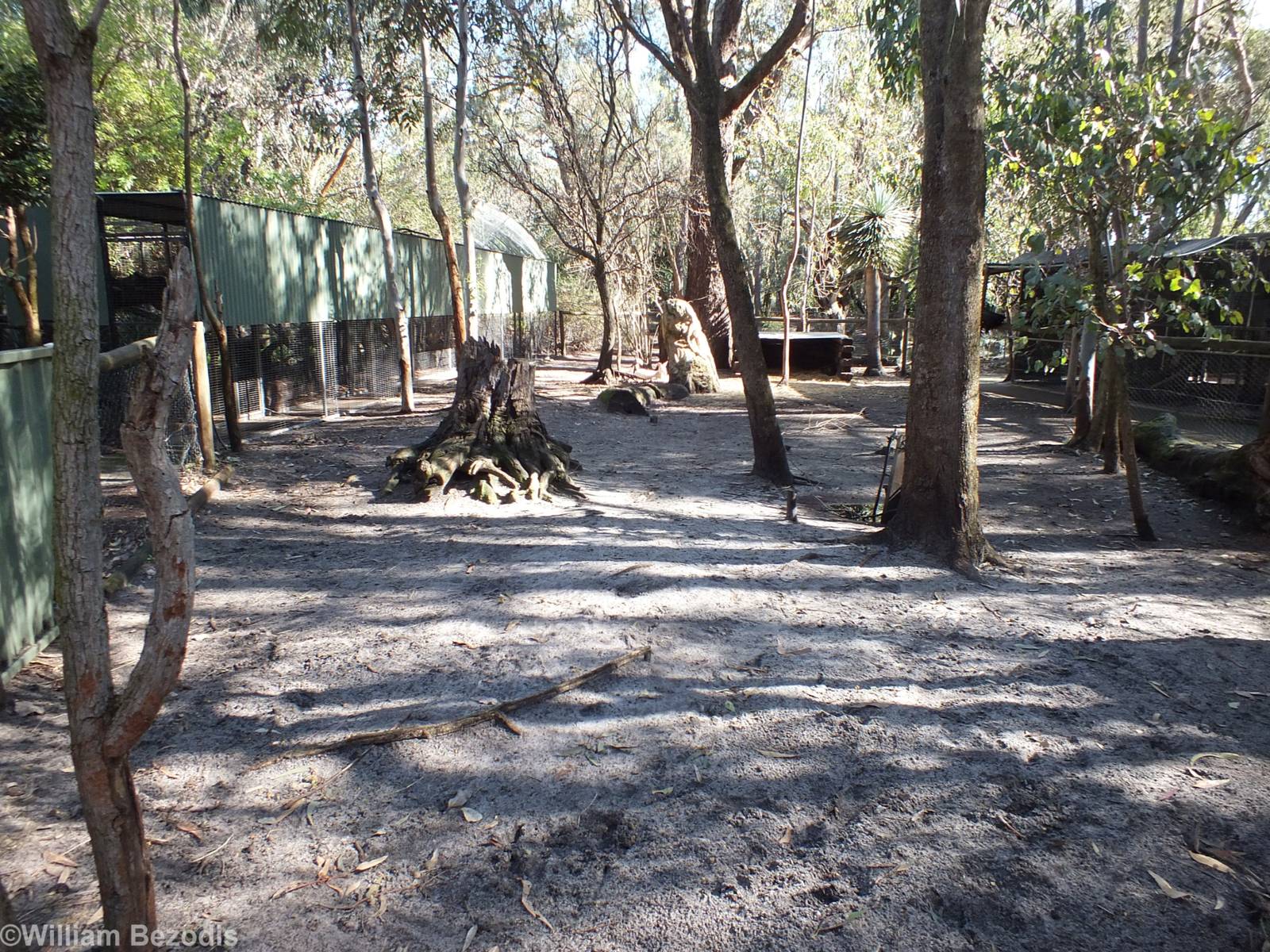 Red Kangaroo Enclosure