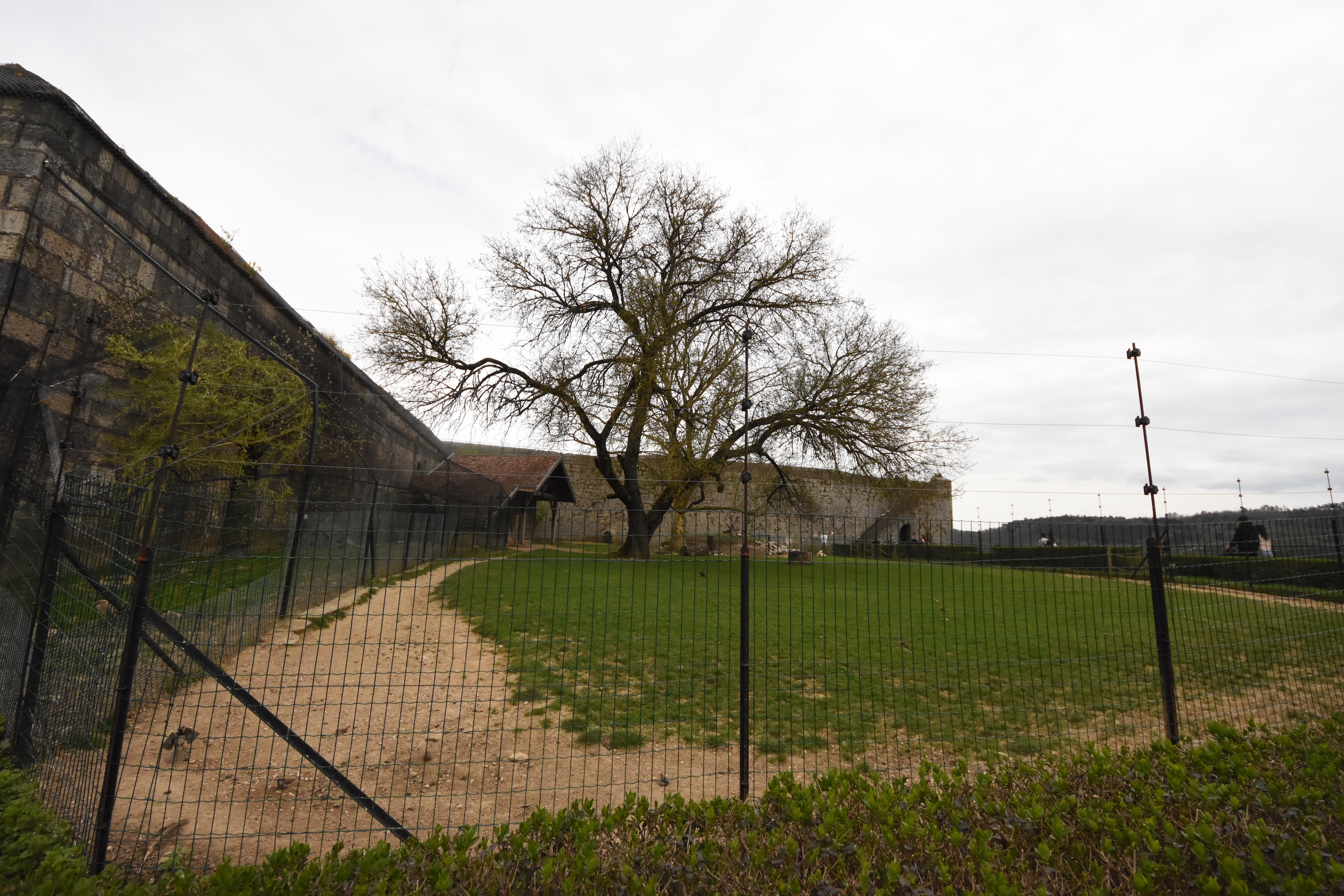 Red kangaroo enclosure