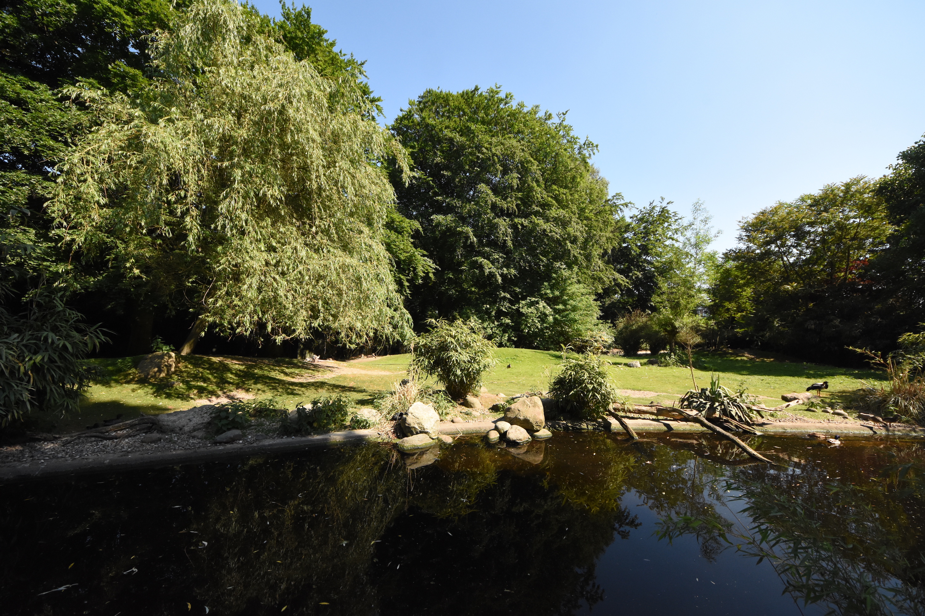 Red kangaroo enclosure