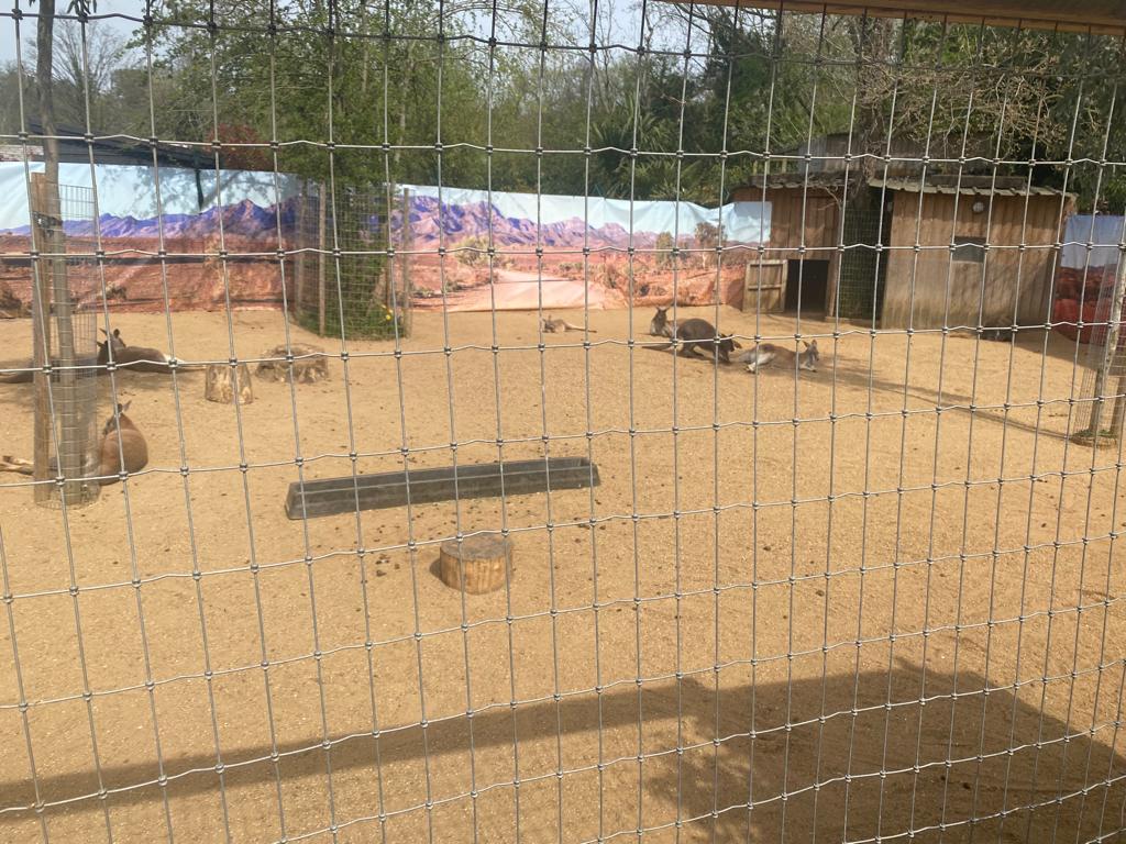 Red Kangaroo Enclosure