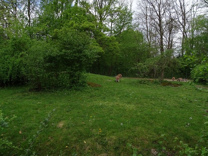 Red kangaroo enclosure