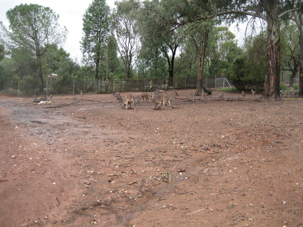 Red Kangaroo Enclosure