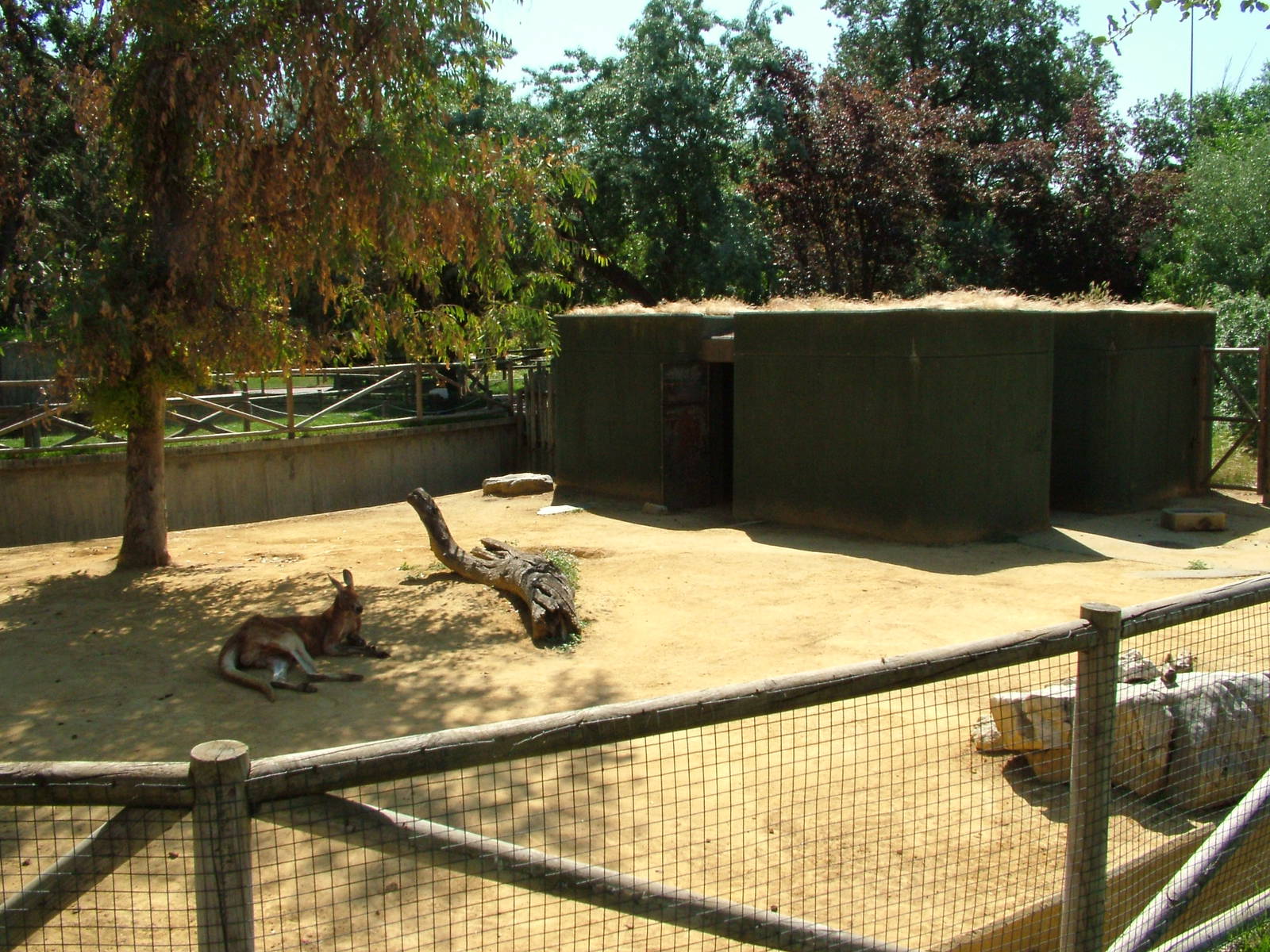 Red Kangaroo Exhibit at Madrid Zoo Aquarium, 26/05/11