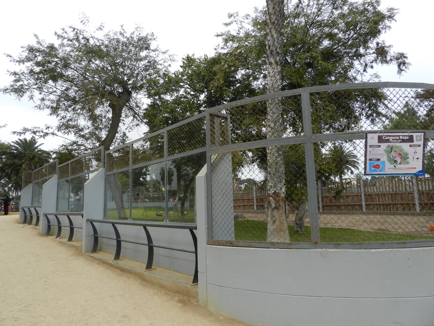 Red kangaroo exhibit I - Parque de Las Leyendas