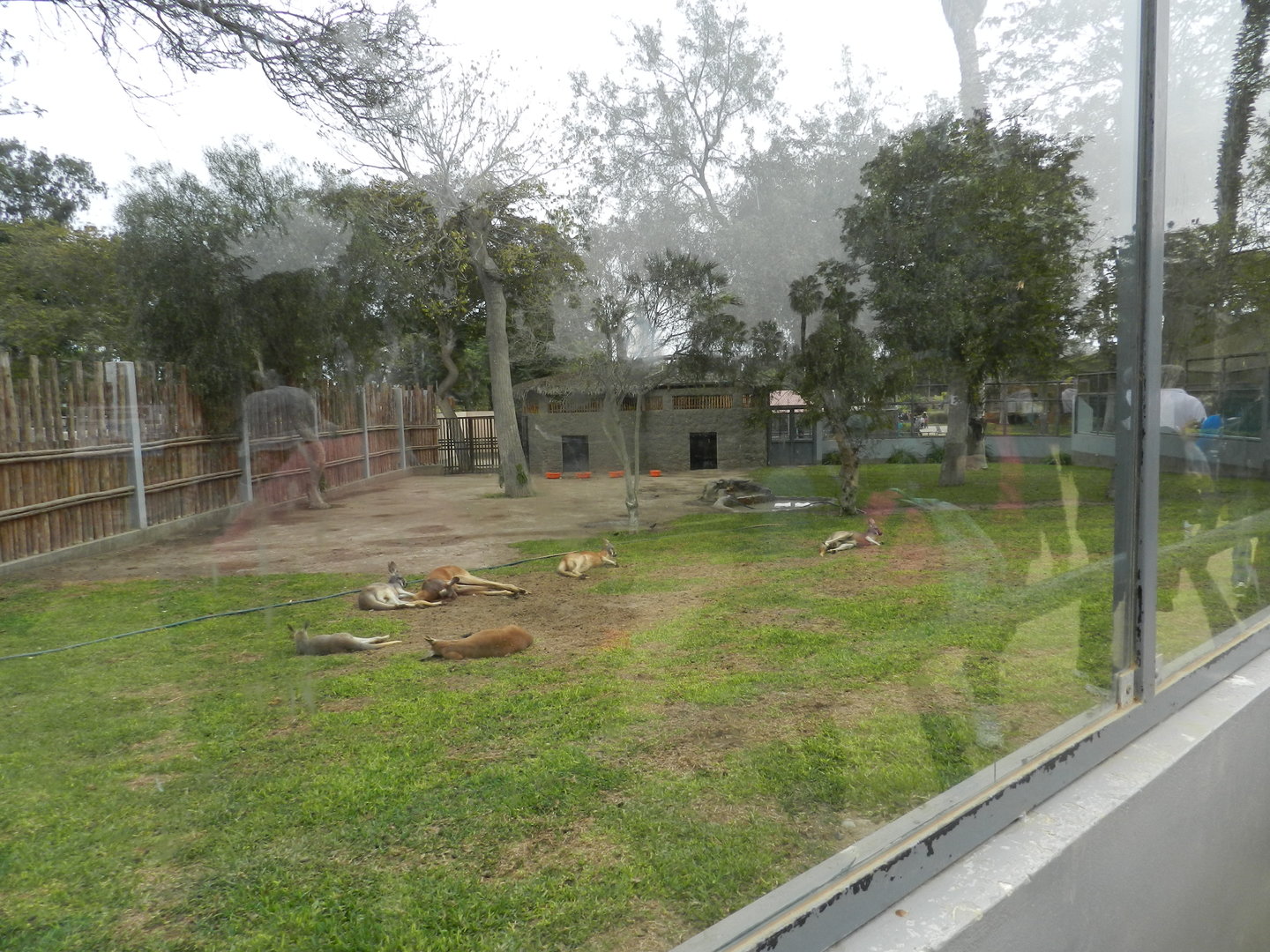 Red kangaroo exhibit I - Parque de Las Leyendas