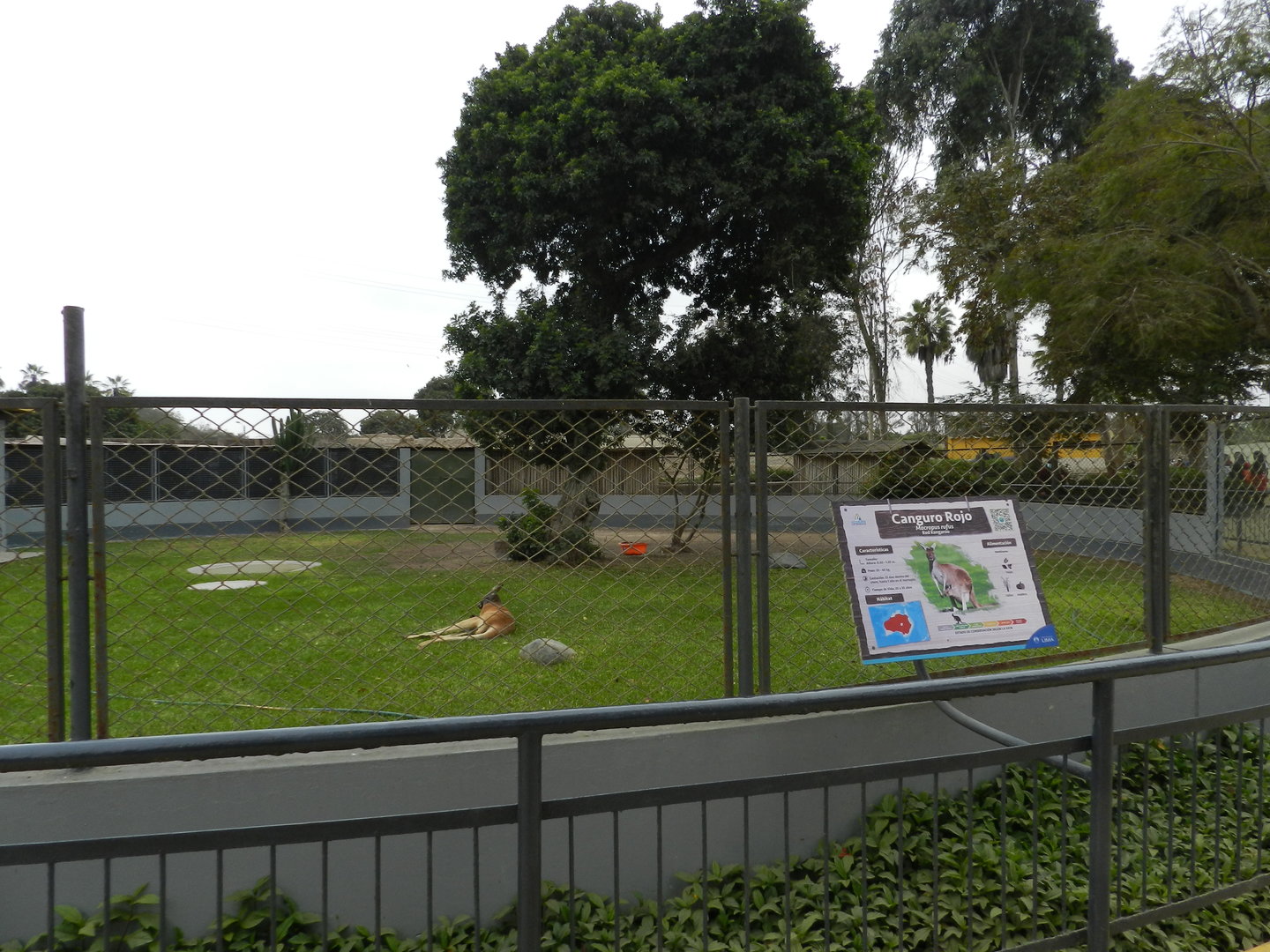 Red kangaroo exhibit II - Parque de Las Leyendas