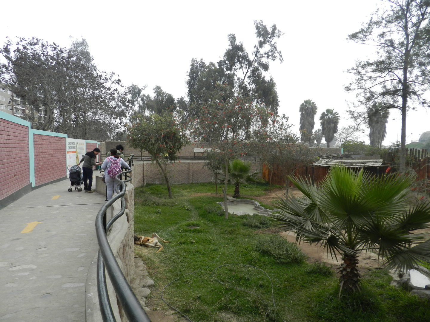 Red kangaroo exhibit - Parque Zoológico Huachipa