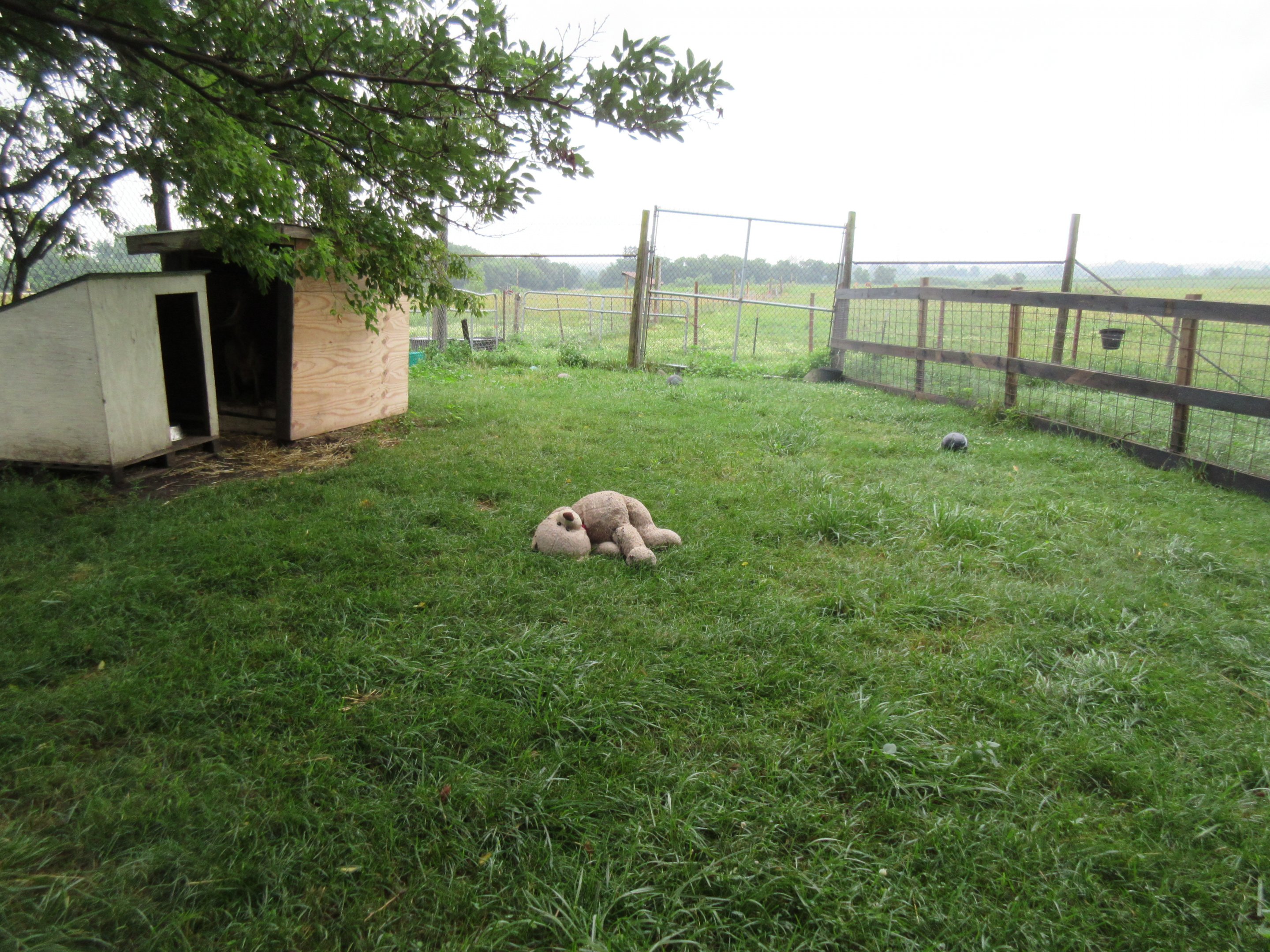 Red Kangaroo Exhibit + Stuffed Bear!