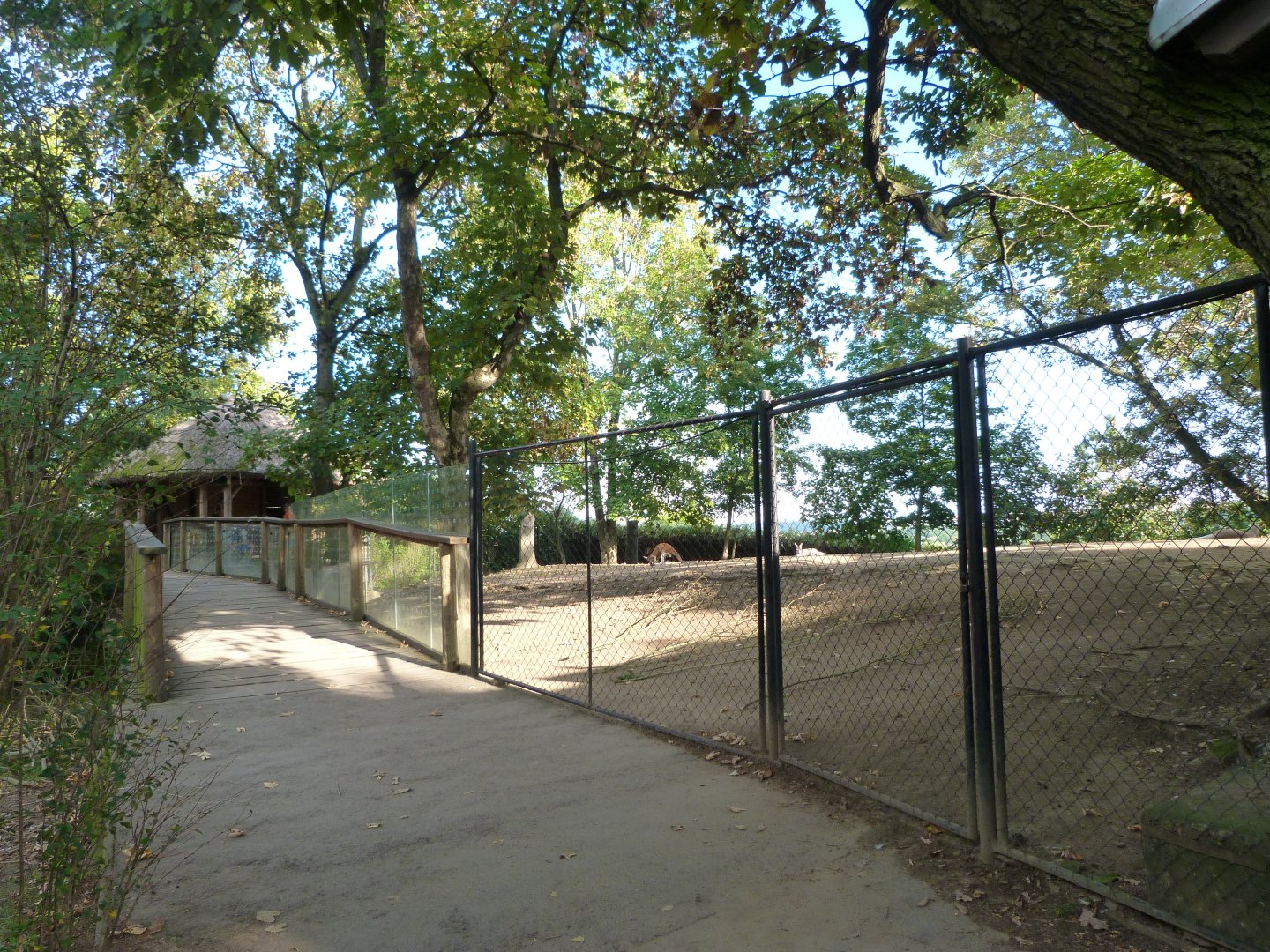 Red kangaroo exhibit viewing area -Zoo Praha (2025)