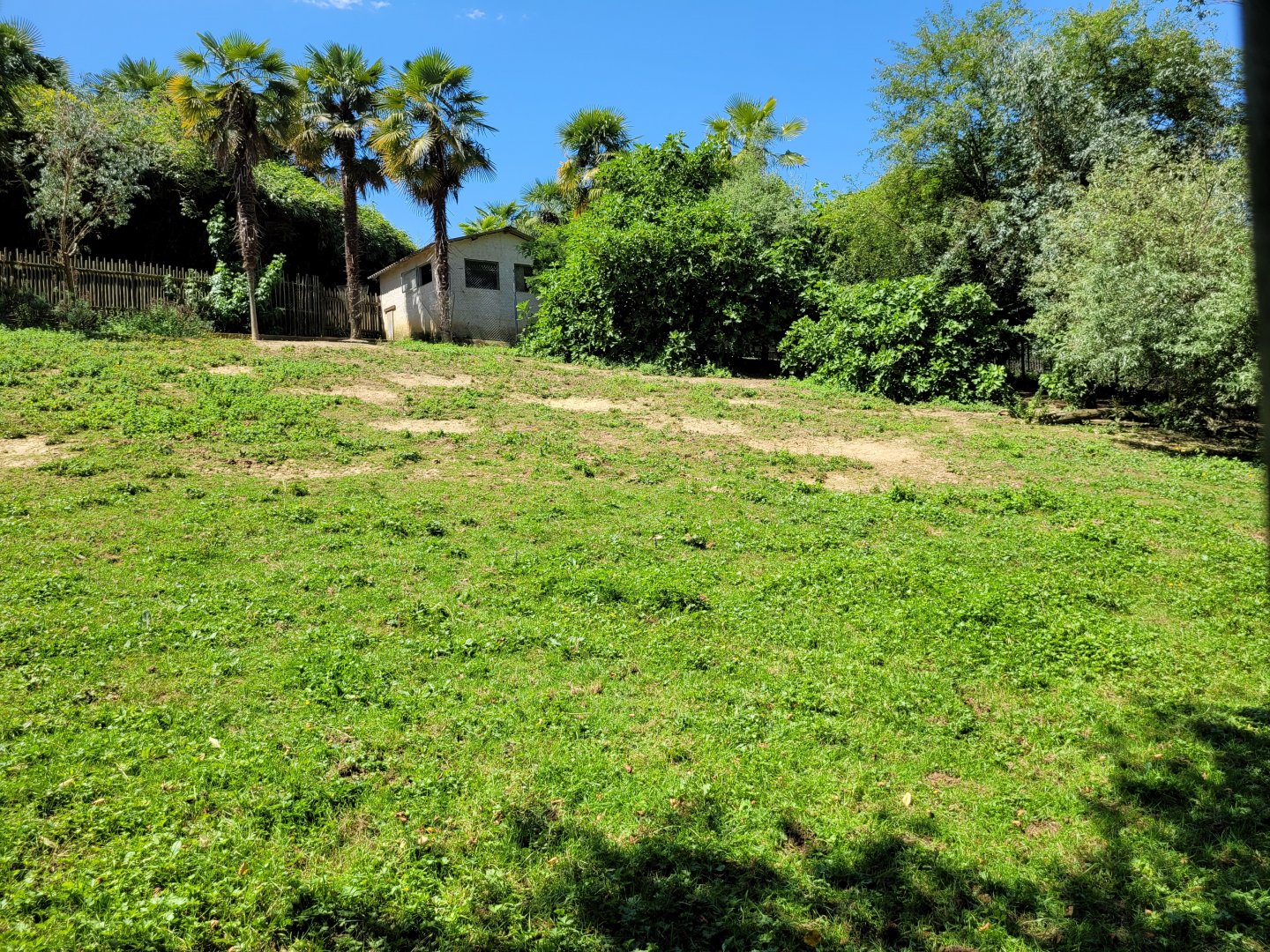 Red kangaroo exhibit -Zoo d'Asson (2022)