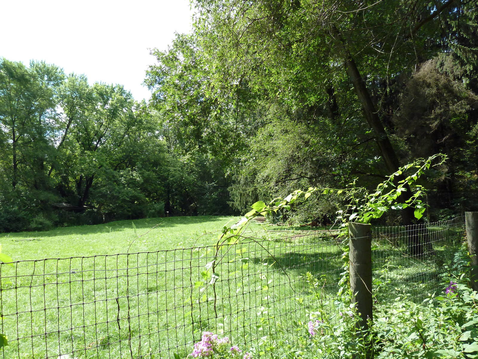 Red Kangaroo Exhibit