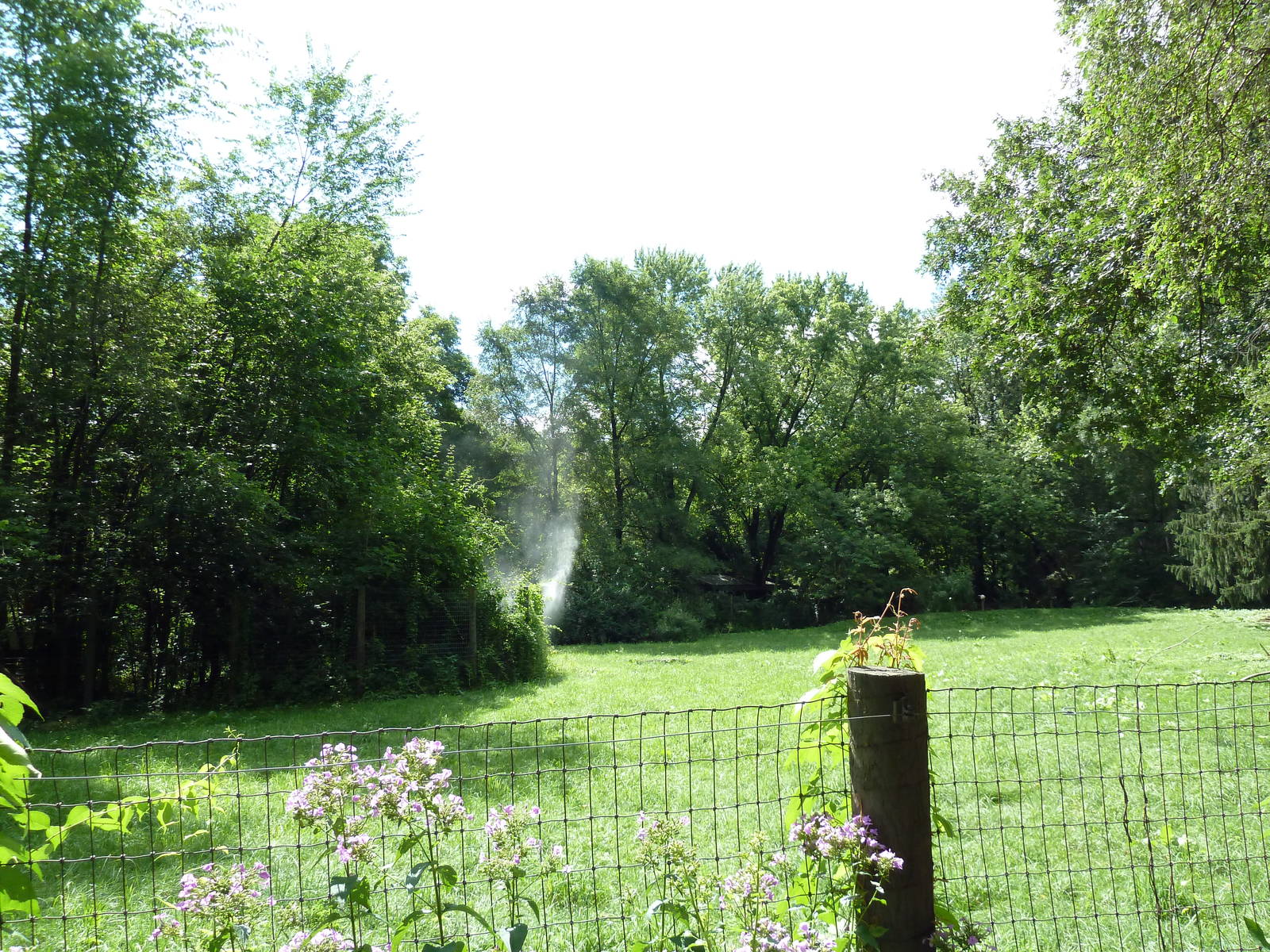 Red Kangaroo Exhibit