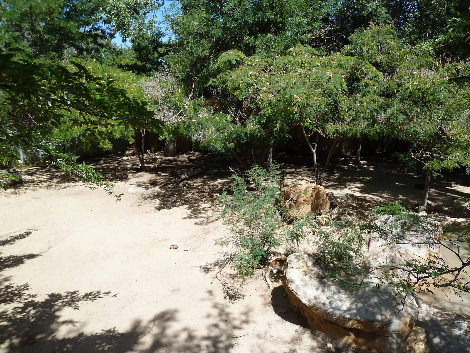 Red Kangaroo Exhibit