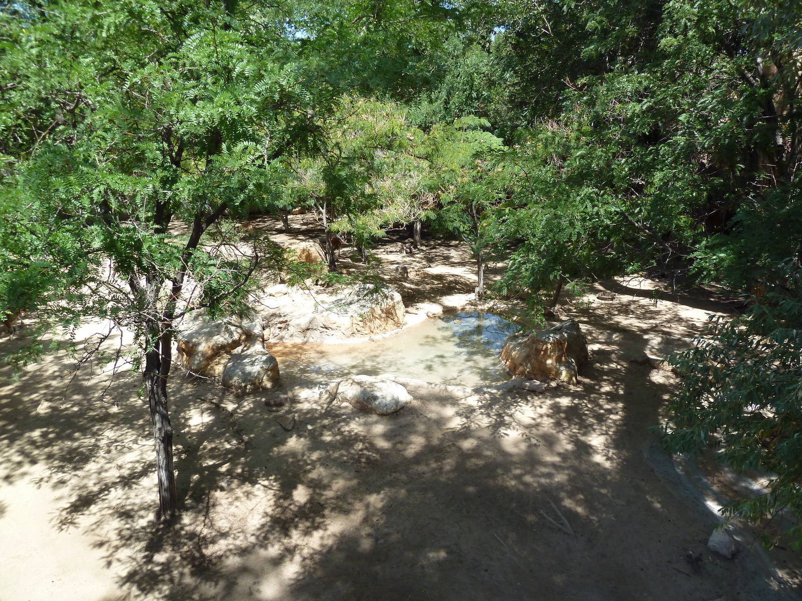 Red Kangaroo Exhibit