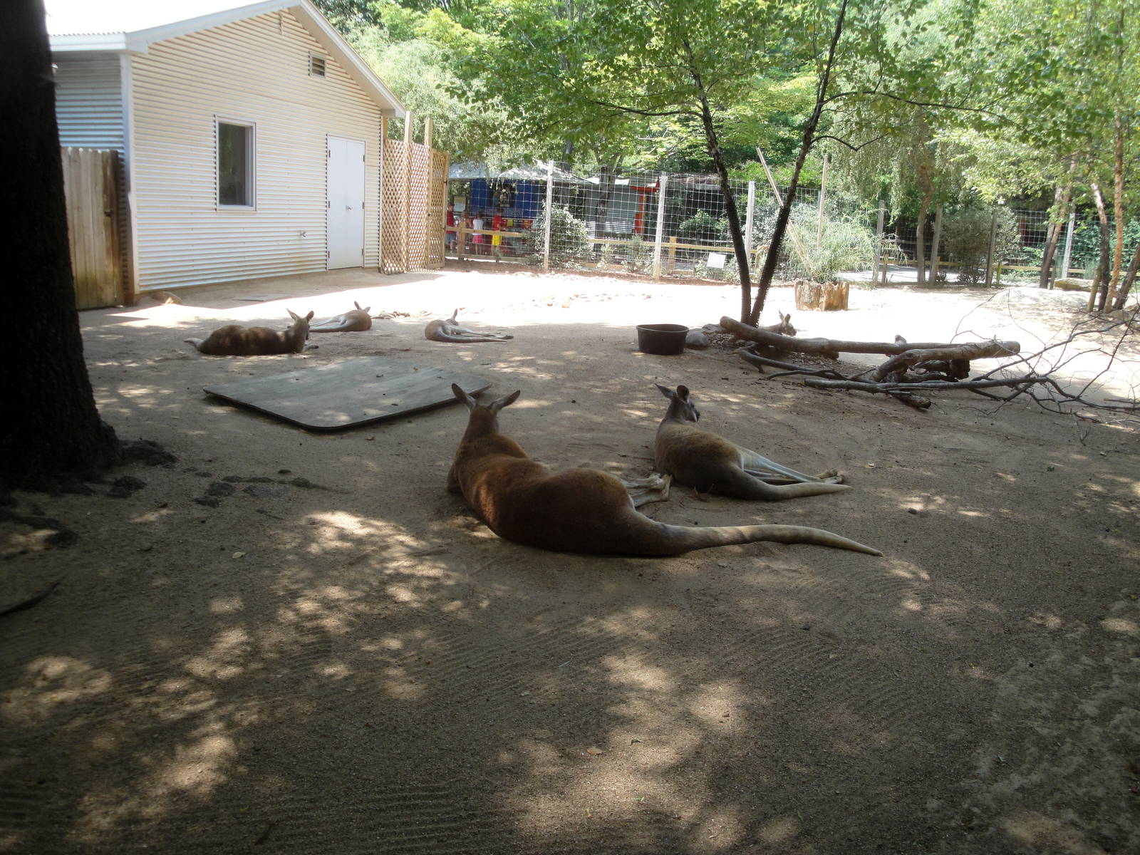 Red Kangaroo Exhibit