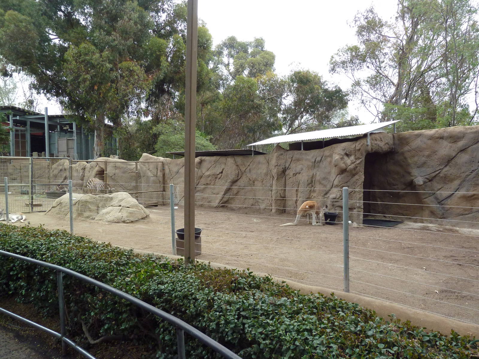 Red Kangaroo Exhibit