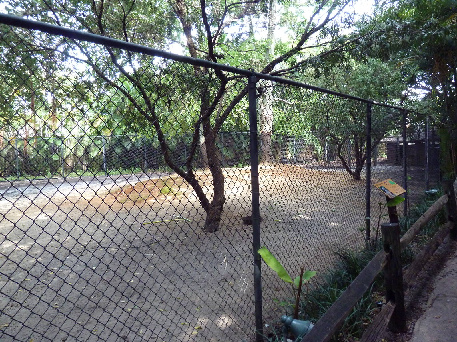 Red Kangaroo Exhibit