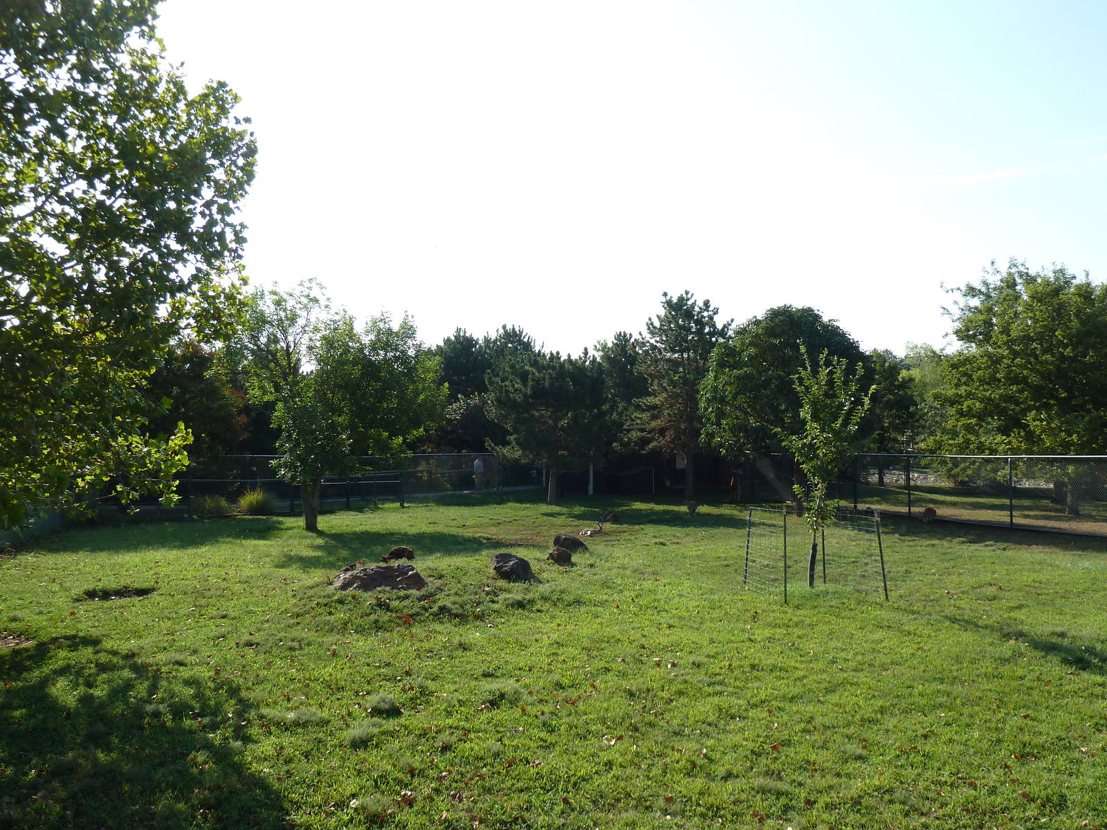 Red Kangaroo Exhibit