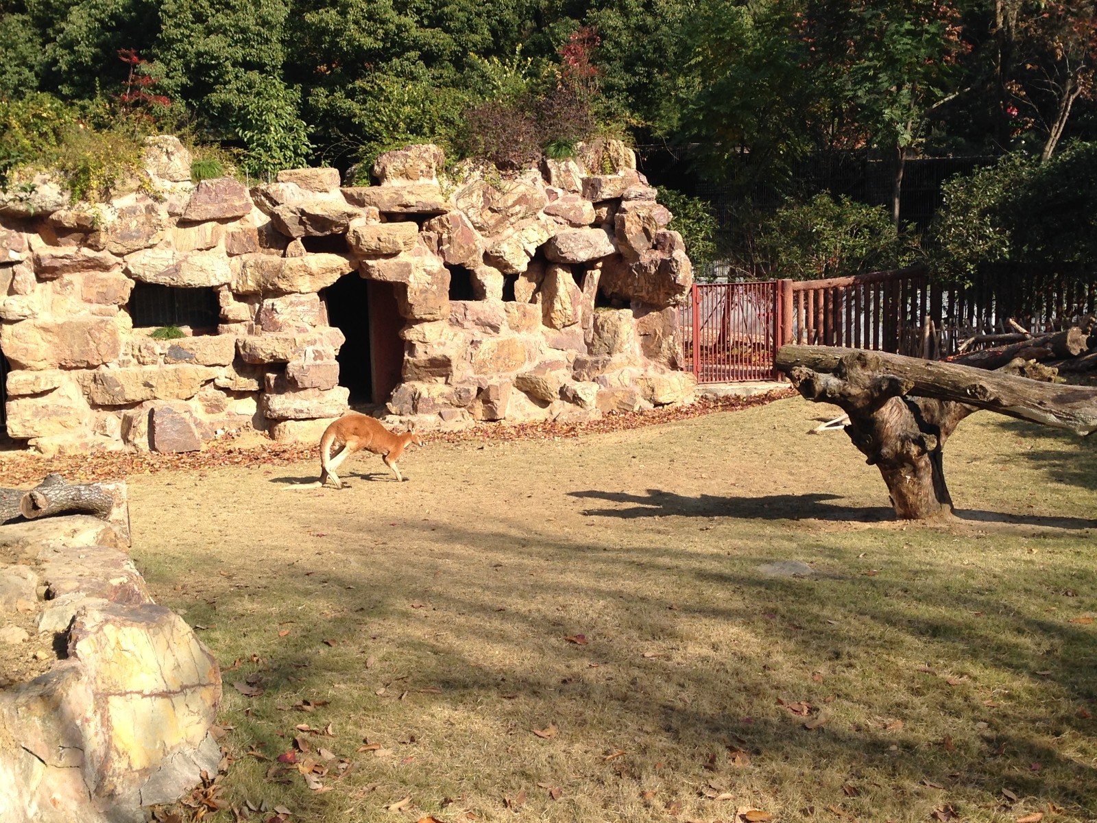 Red Kangaroo exhibit