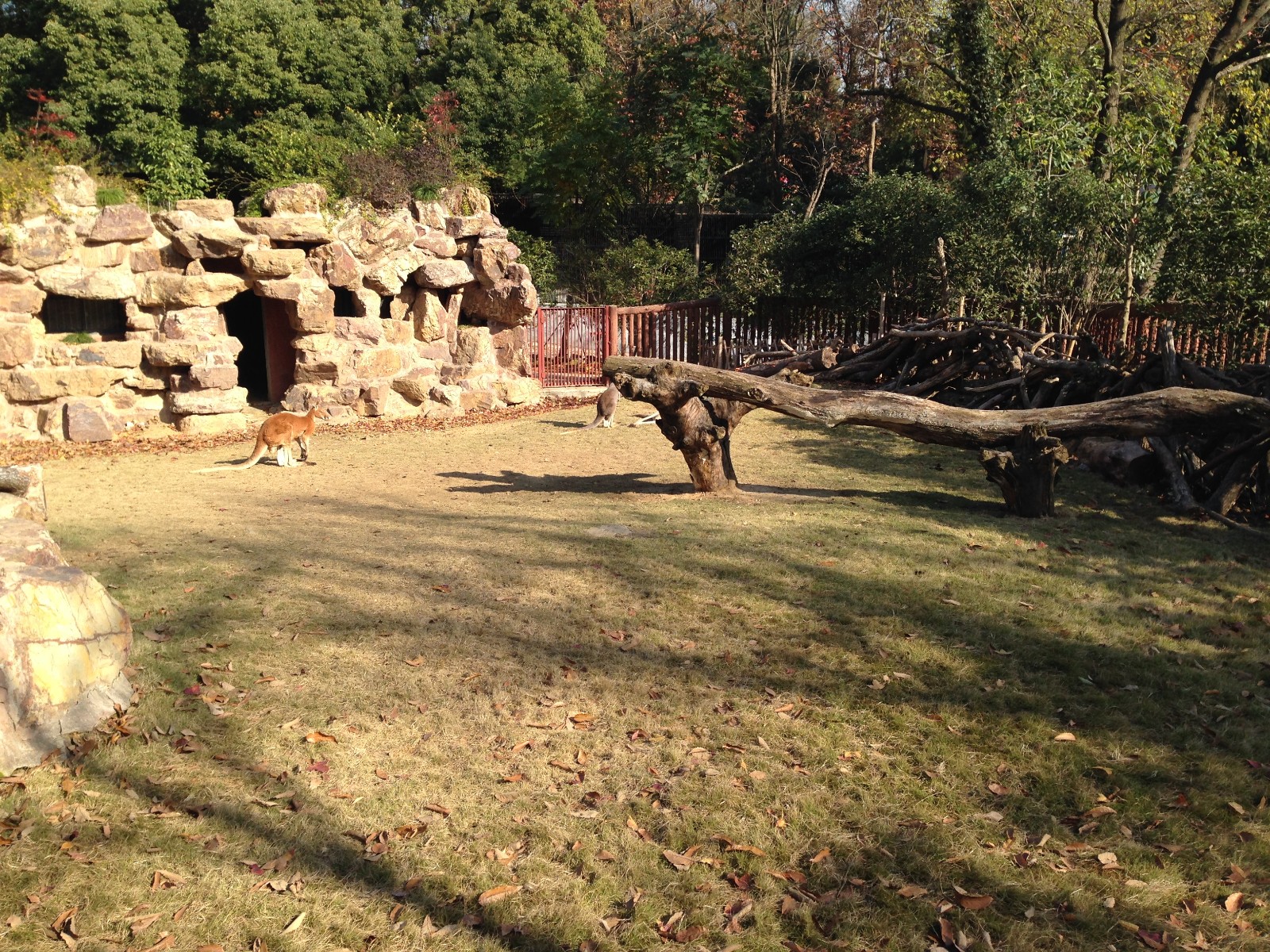 Red Kangaroo exhibit