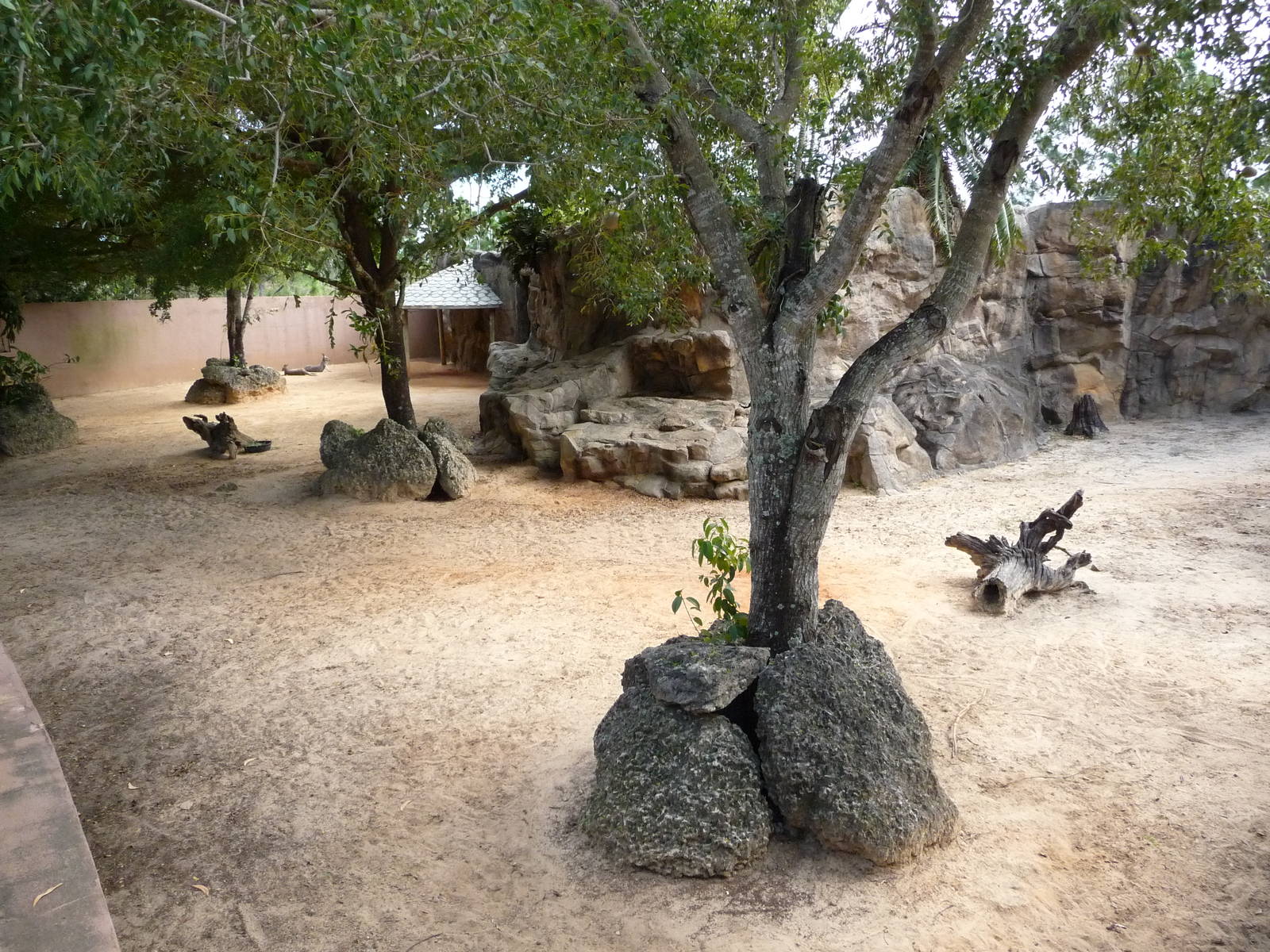 Red Kangaroo Exhibit