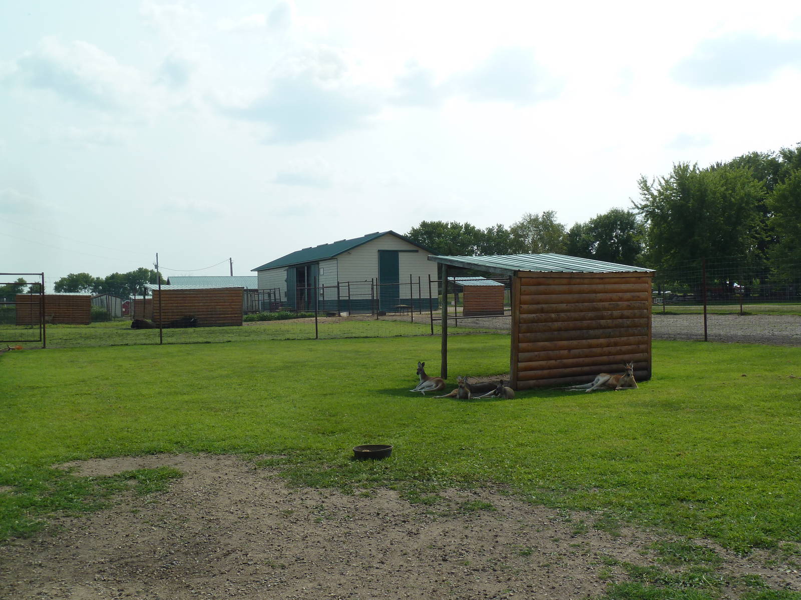 Red Kangaroo Exhibit