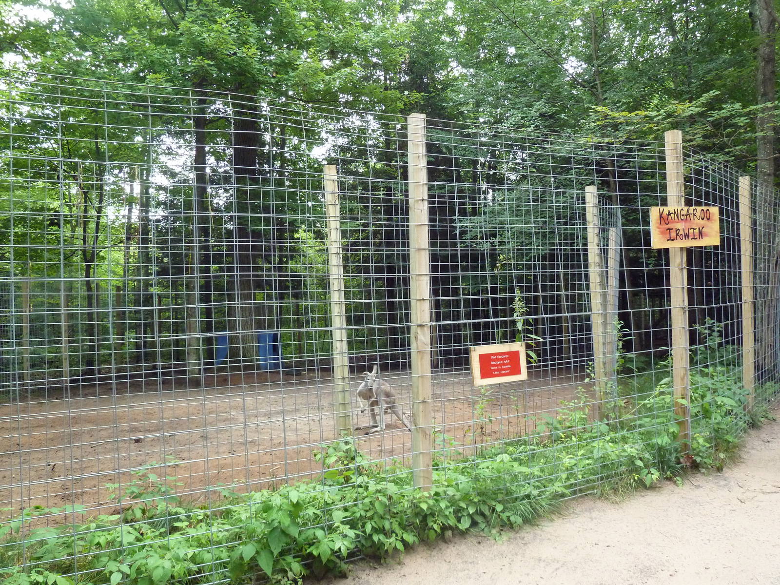 Red Kangaroo Exhibit