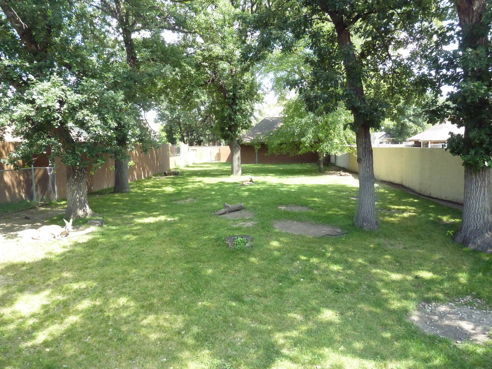 Red Kangaroo Exhibit