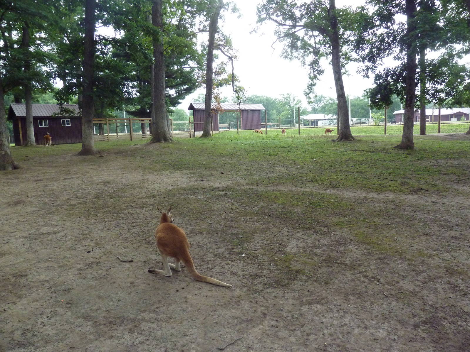 Red Kangaroo Exhibit