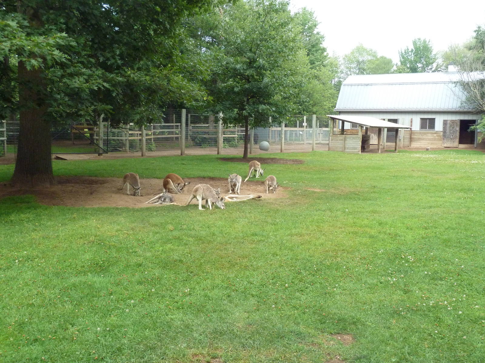 Red Kangaroo Exhibit