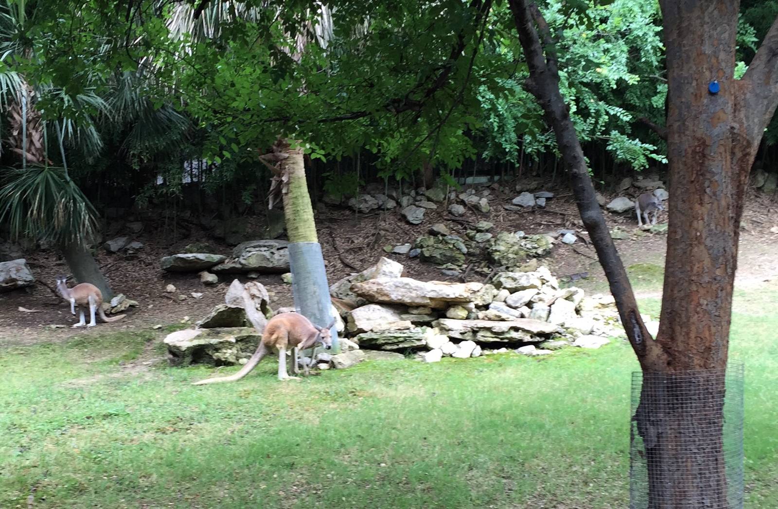 Red Kangaroo Exhibit
