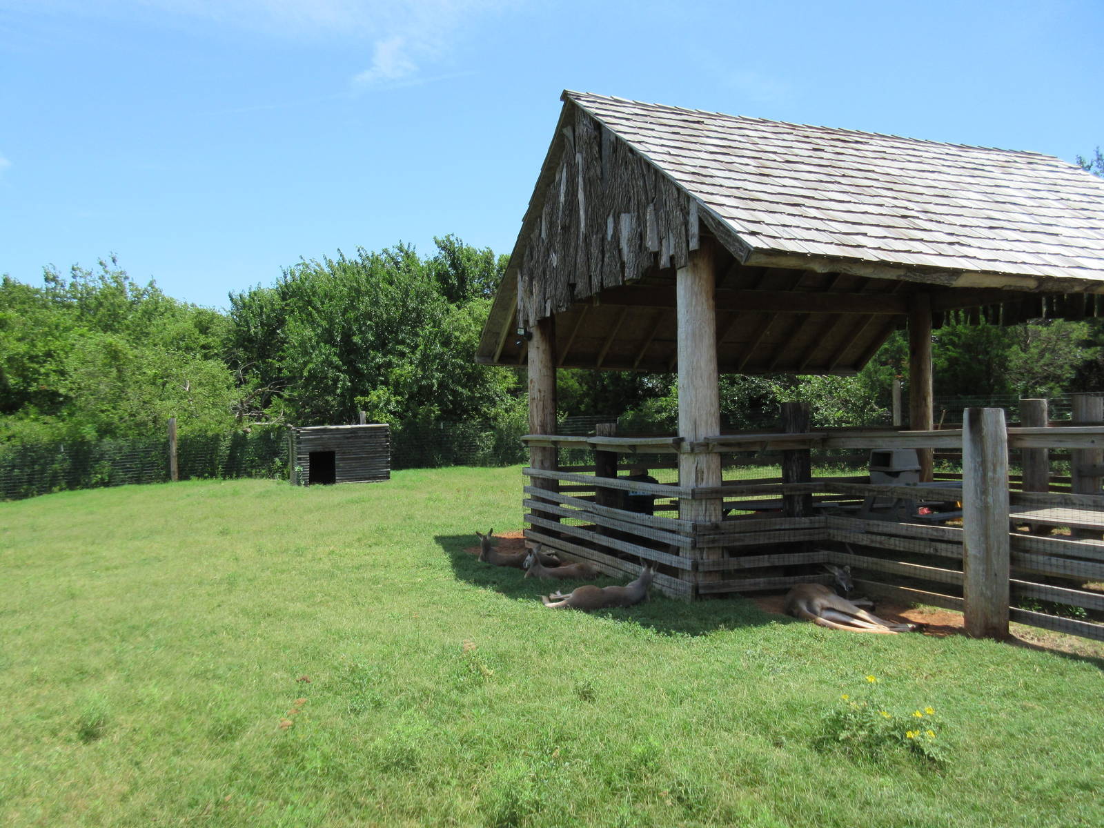 Red Kangaroo Exhibit
