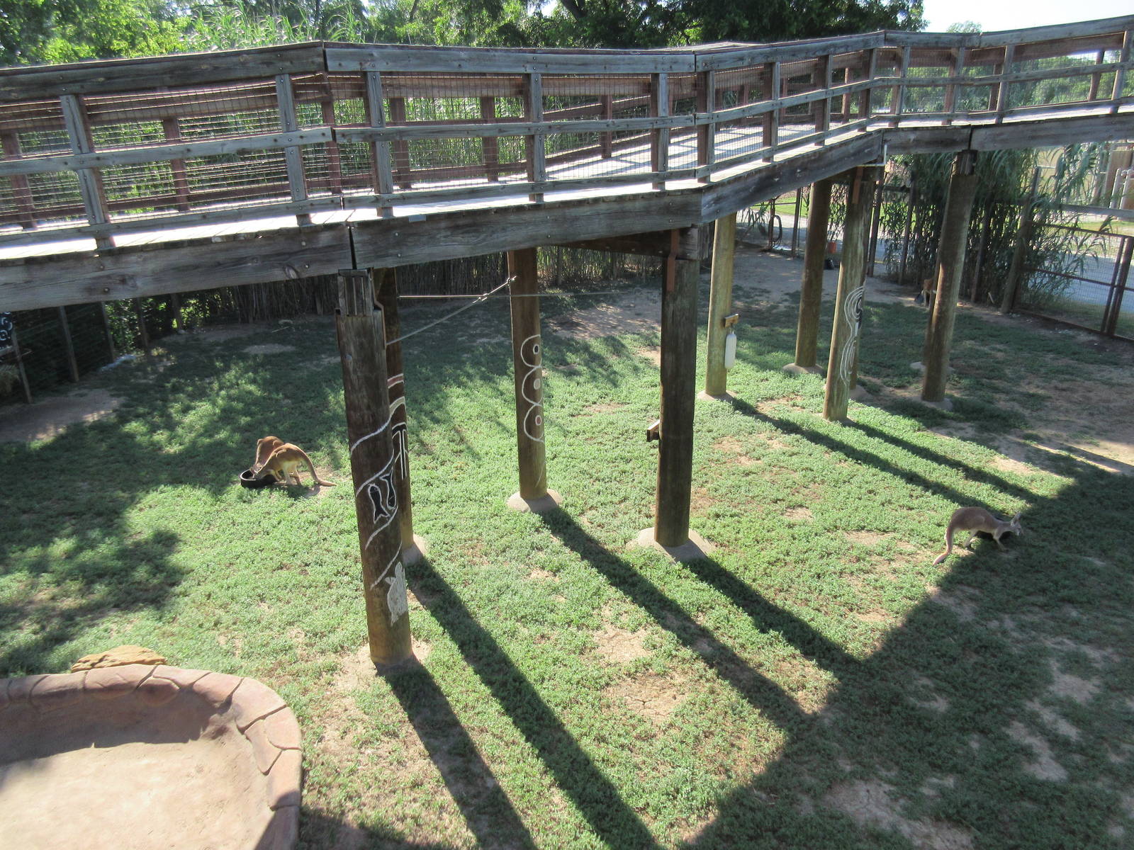 Red Kangaroo Exhibit